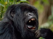 Do Humans Have Canines