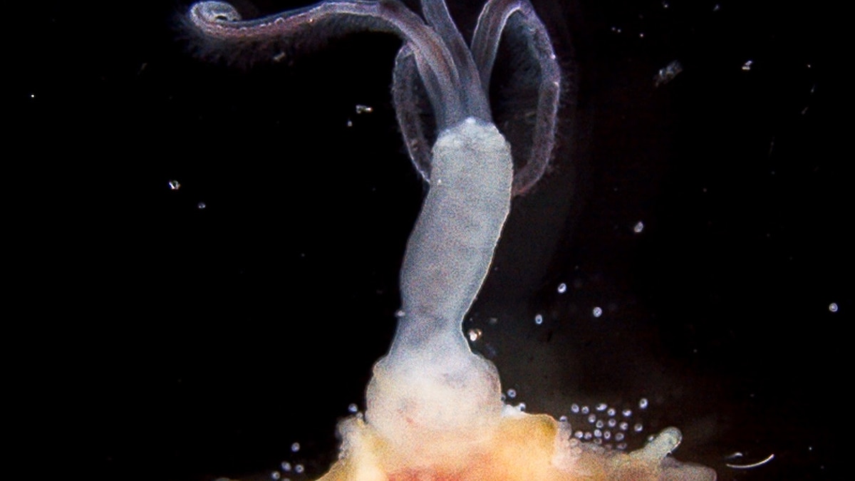 “Zombie” Worms Mate Inside Whale Bones