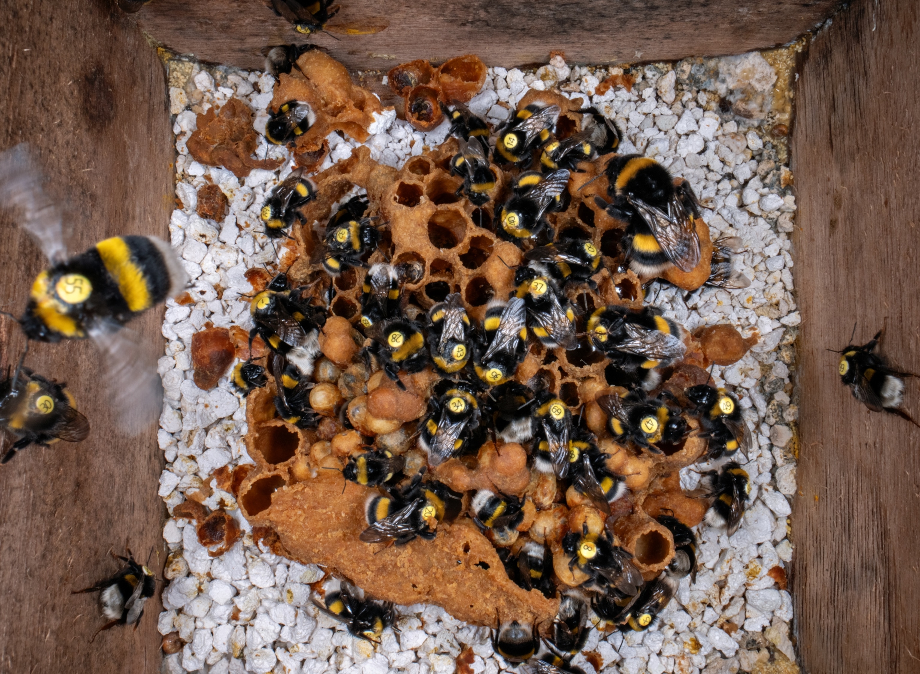 Bumblebees with yellow numbers on their back fly around a hive.