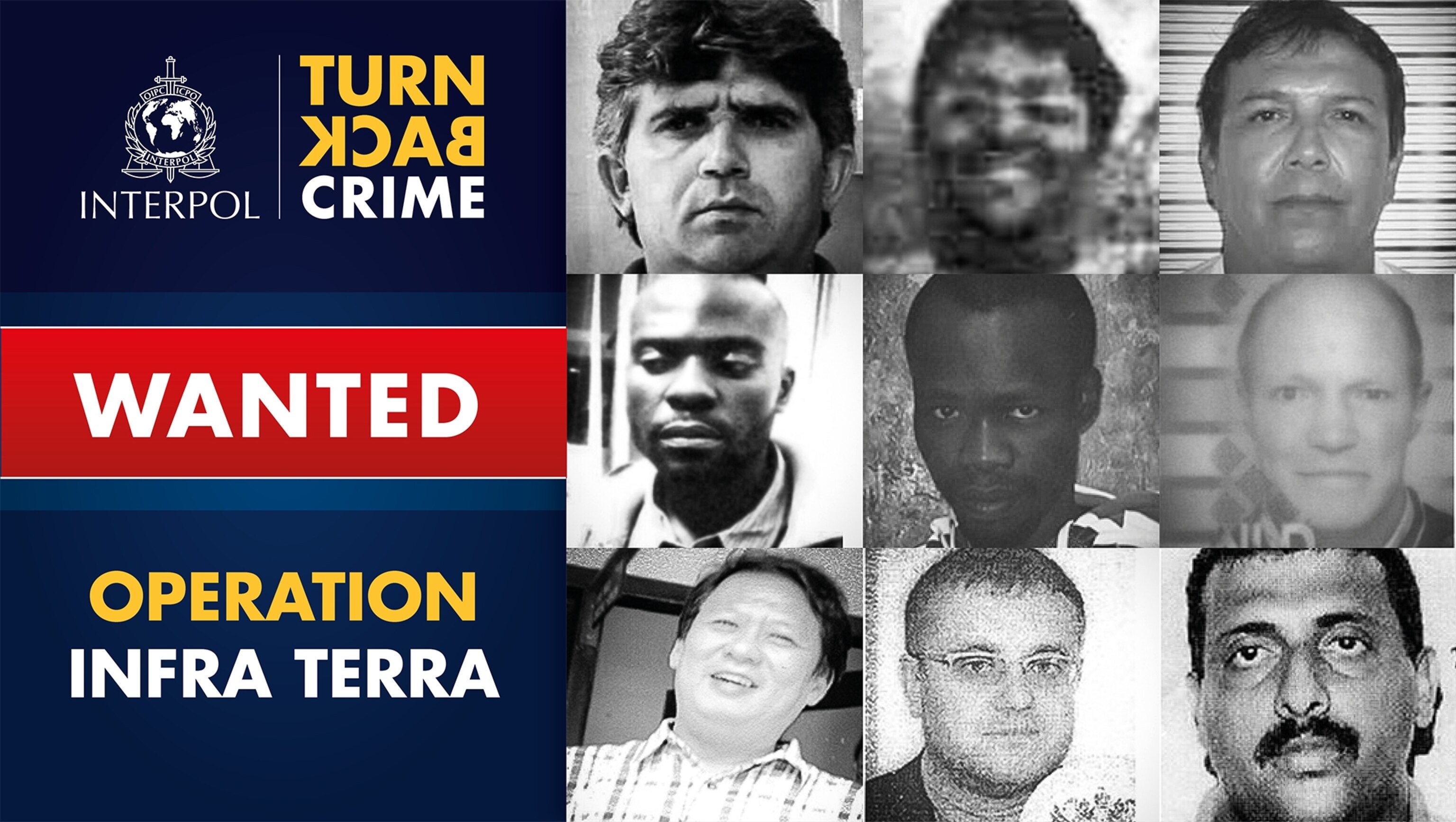 an elephant that was poached for its tusks.