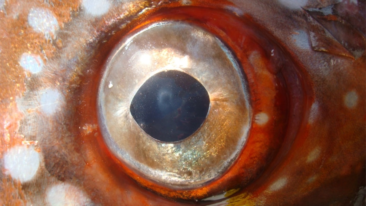 Meet the Comical Opah, the Only Truly Warm-Blooded Fish