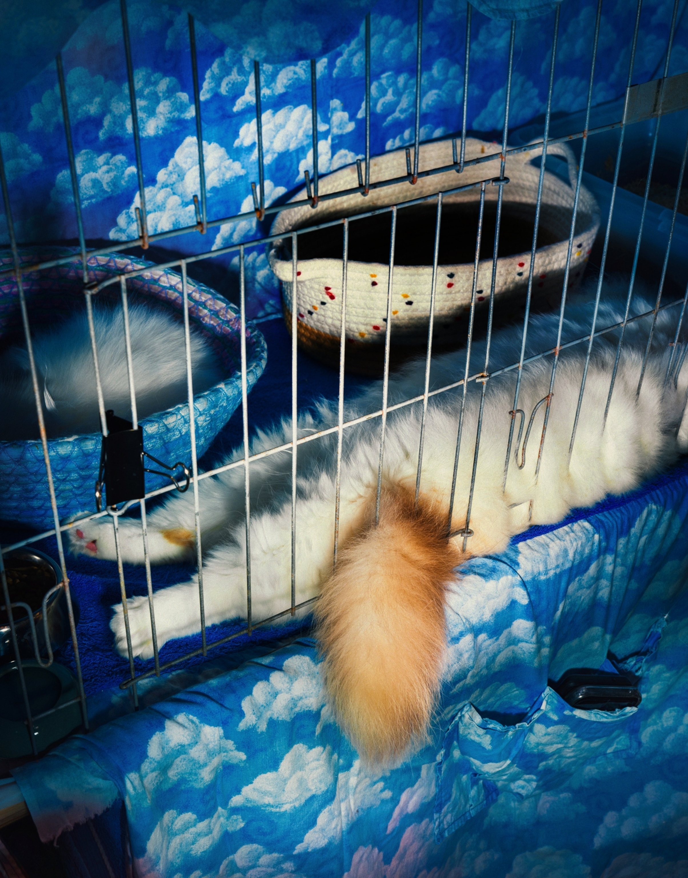 The lower body and tail of a white cat, laying down in a cage decorated with clouds