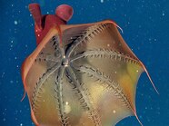 Pictures Vampire Squid s Surprising Diet Revealed National Geographic