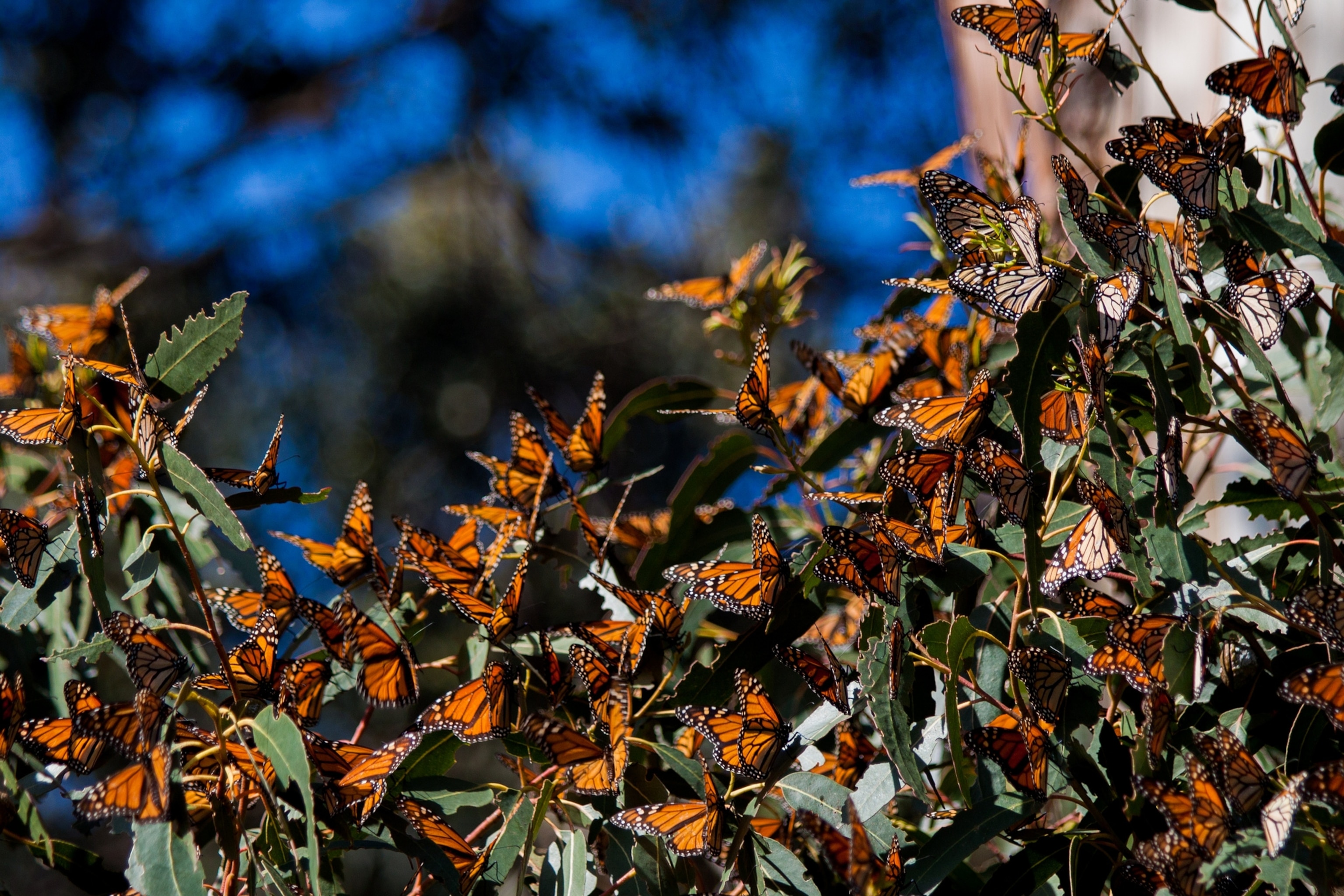 monarch butterflies.