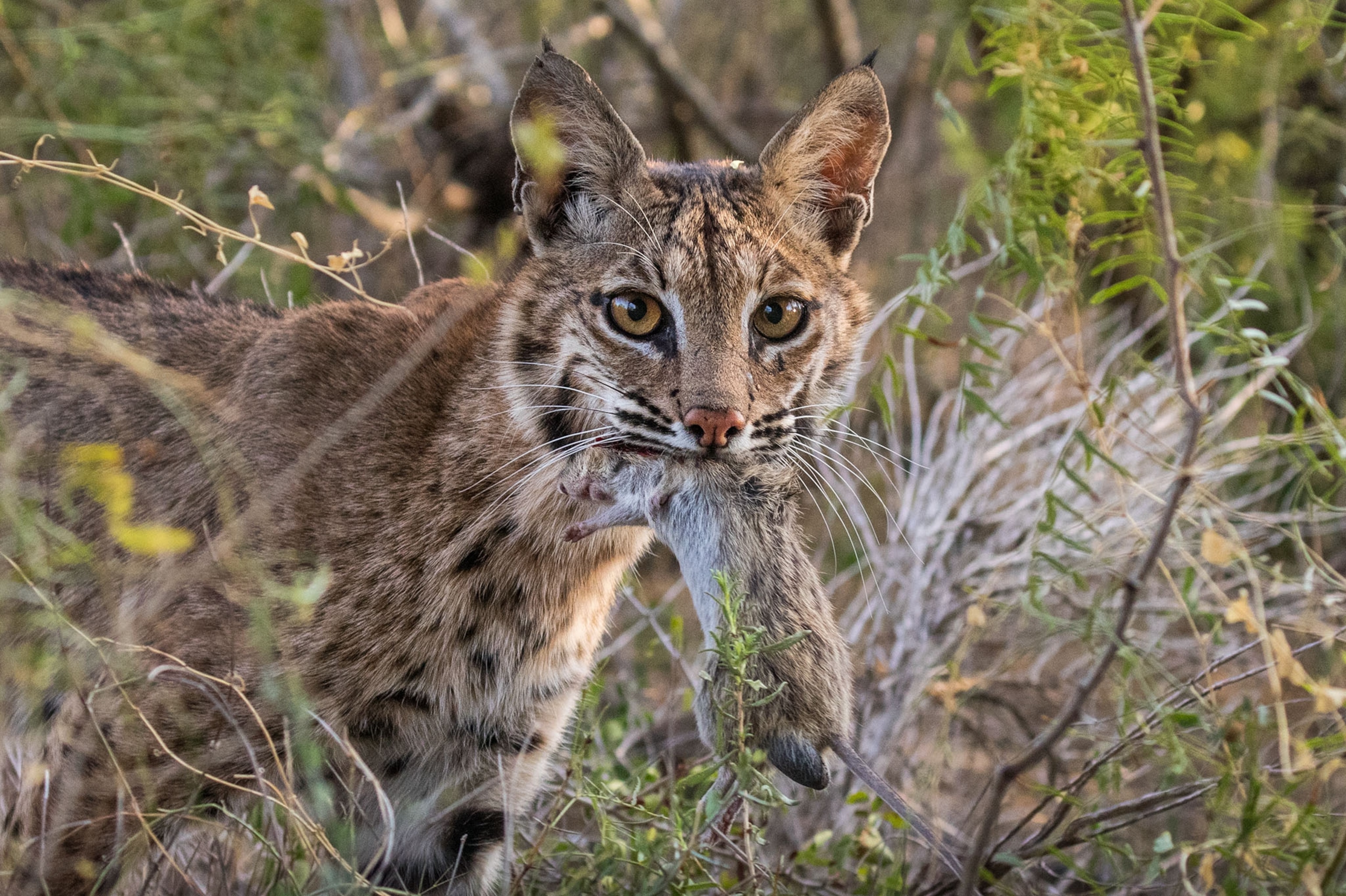 a bobcat family on a ranch