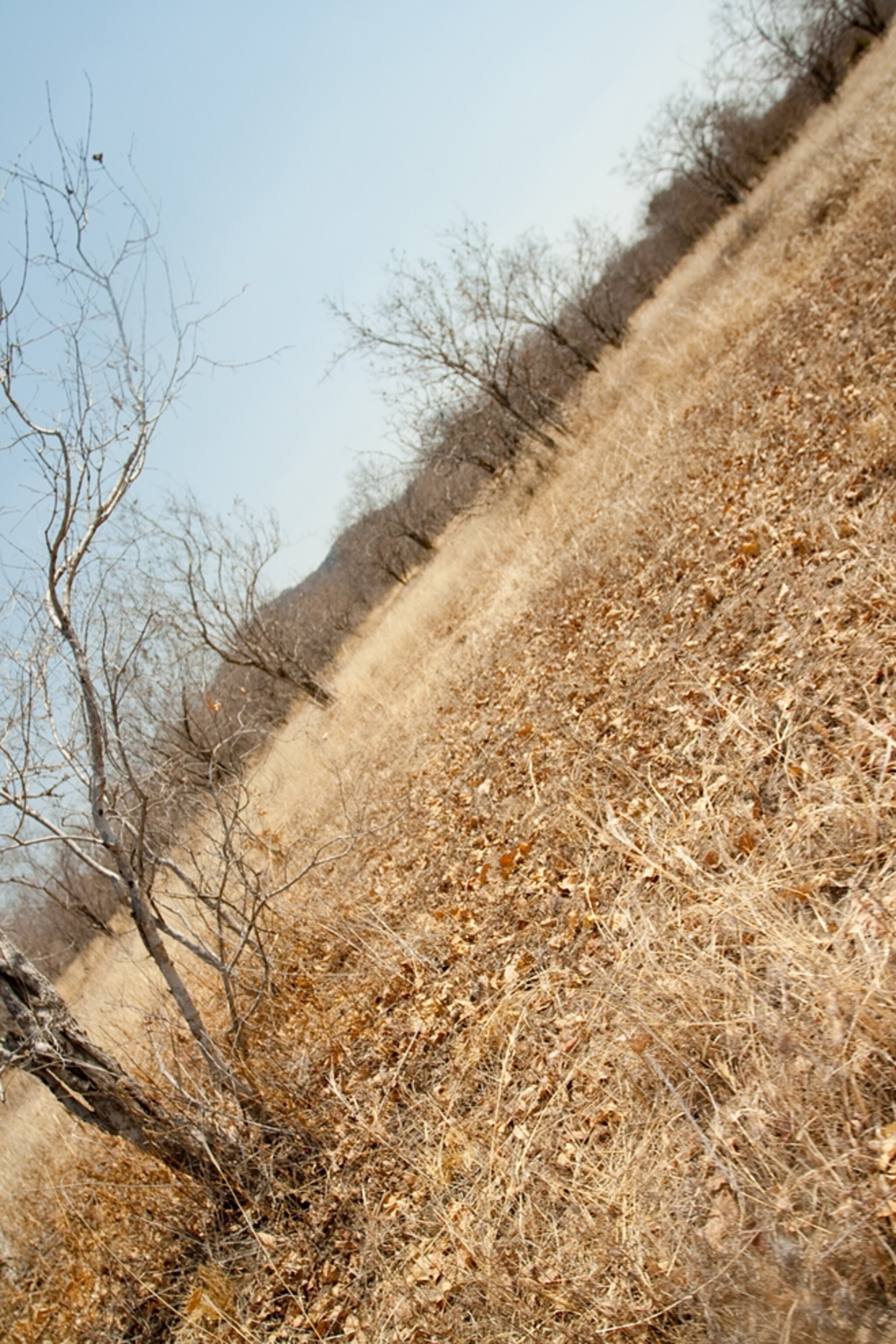 A picture "taken" by the lioness using BeetleCam, a remote control camera, which was later mauled by the lion.