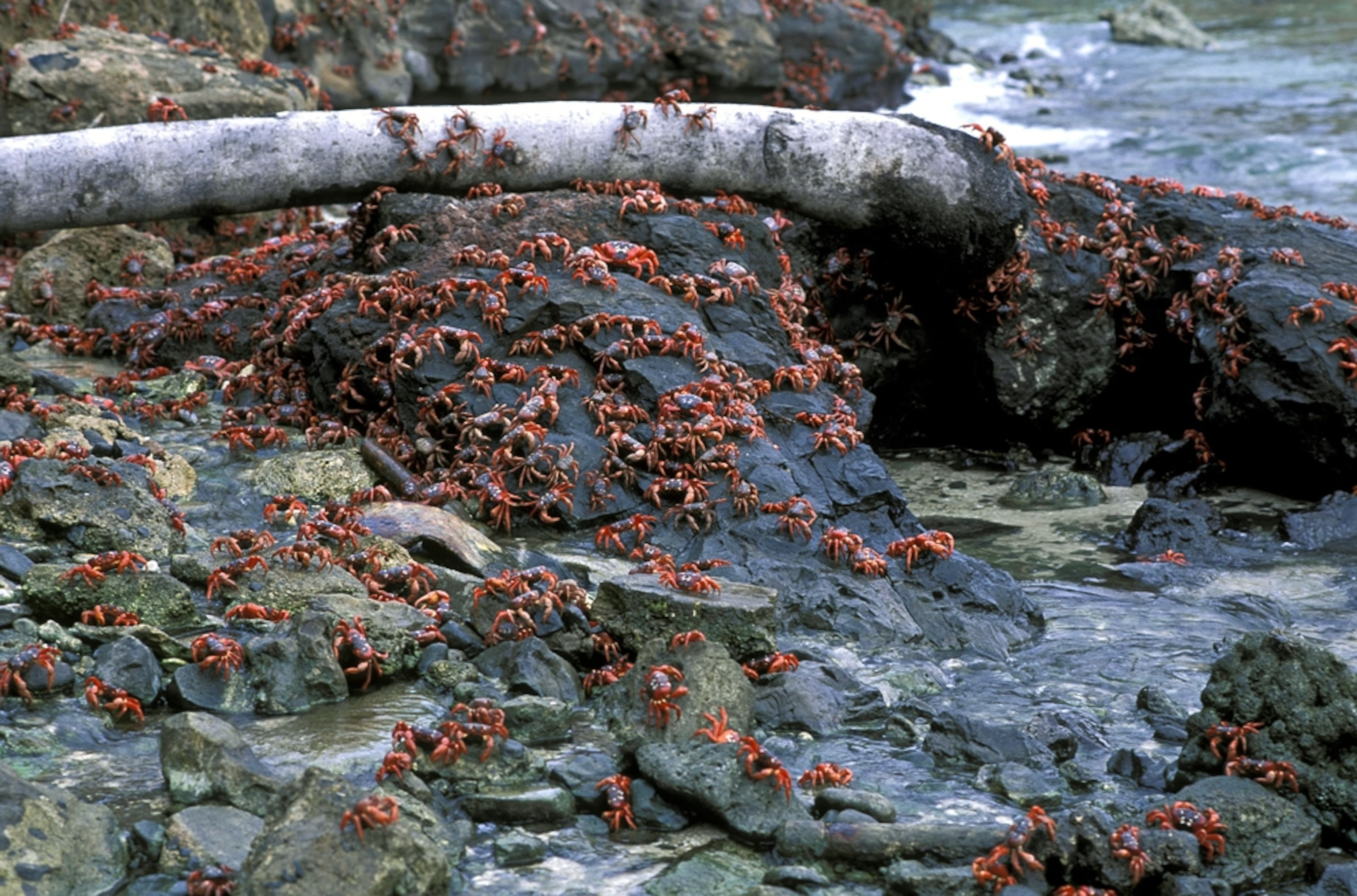 Christmas Island red crabs spawning on the coast