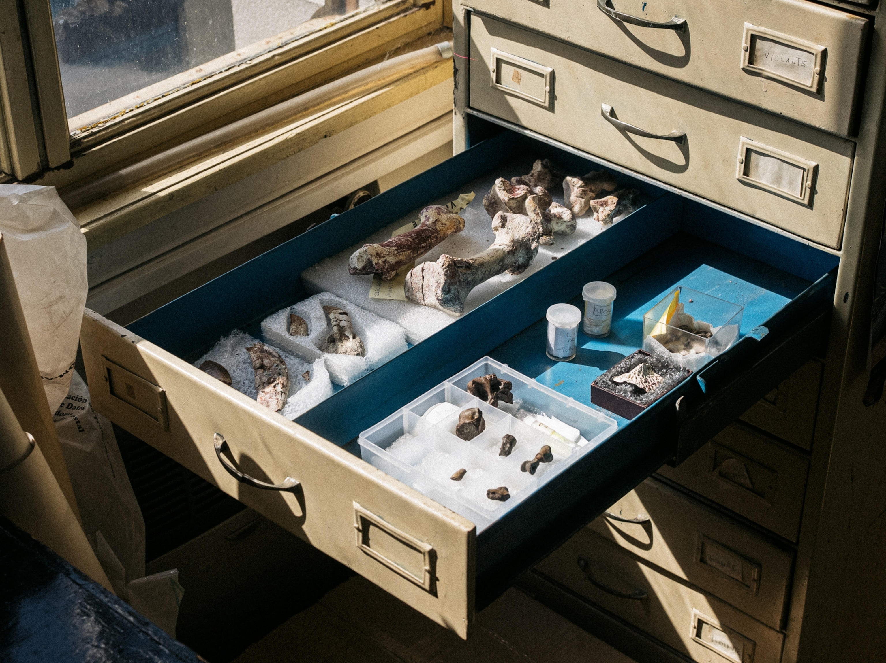 An open drawer with neatly arranged fossils and bones