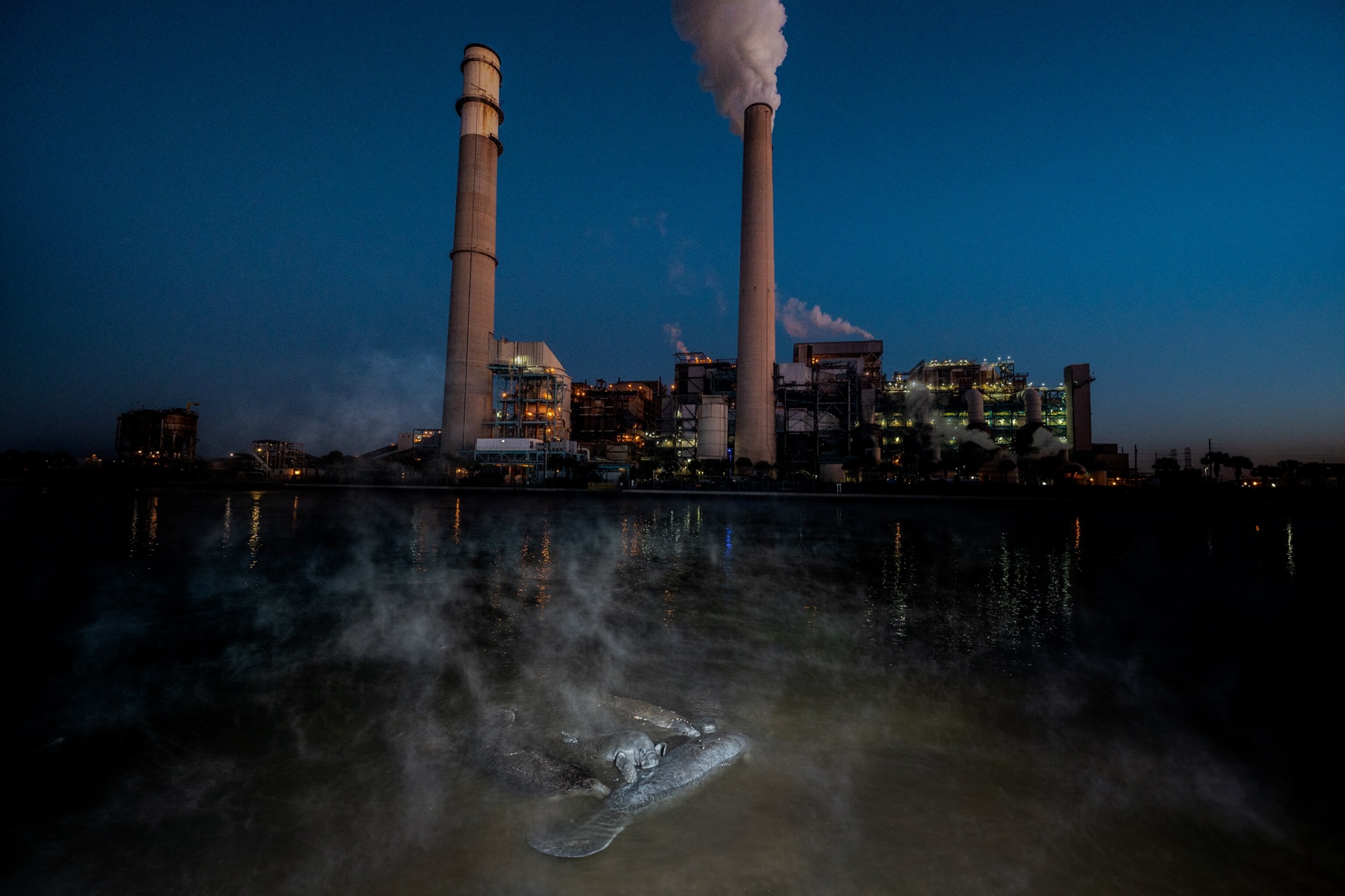 We rallied to save manatees once. Can we do it again?