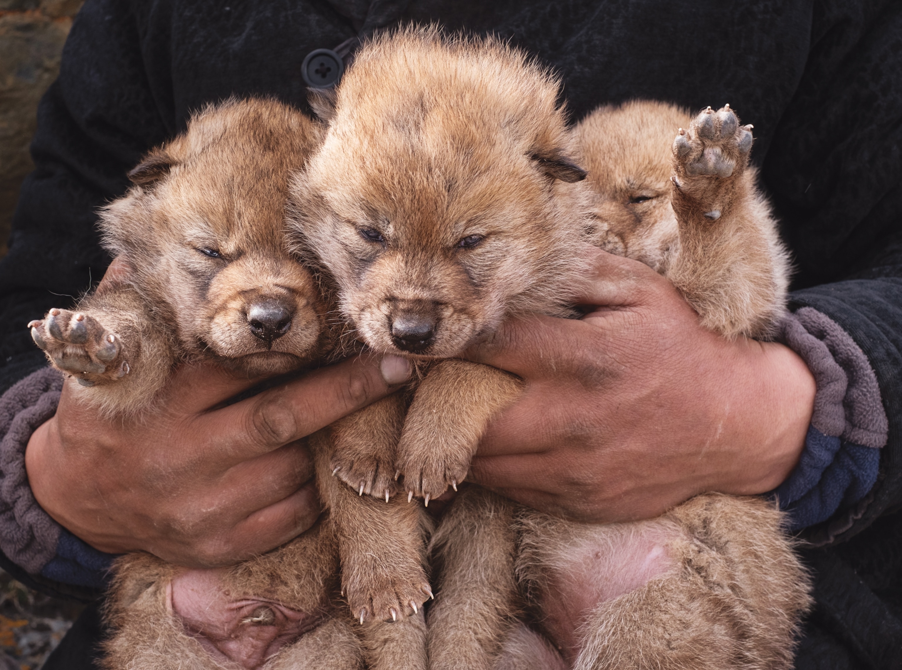 Hand holding tight three wolf puppies.