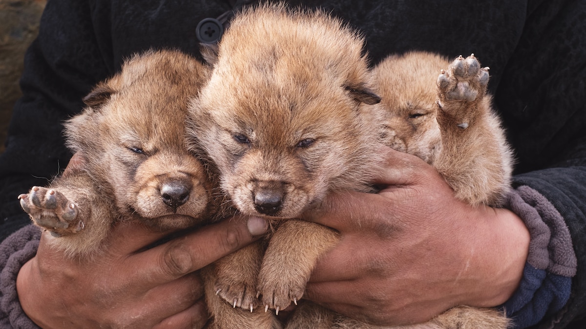 Inside the sacred wolf hunts of western Mongolia
