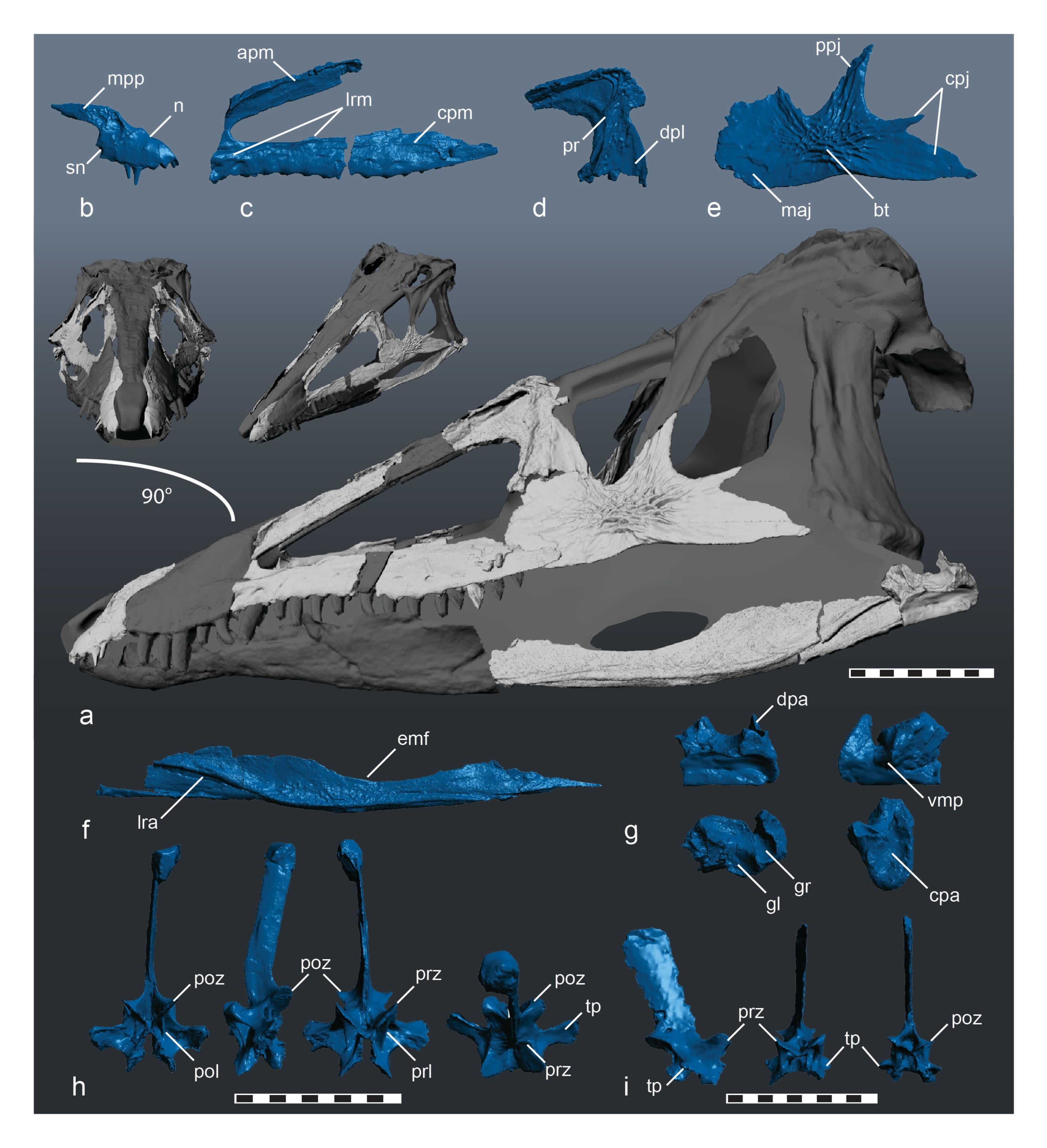 The bones of Carnufex, with bones in white representing the known parts of the skull. From Zanno et al., 2015.