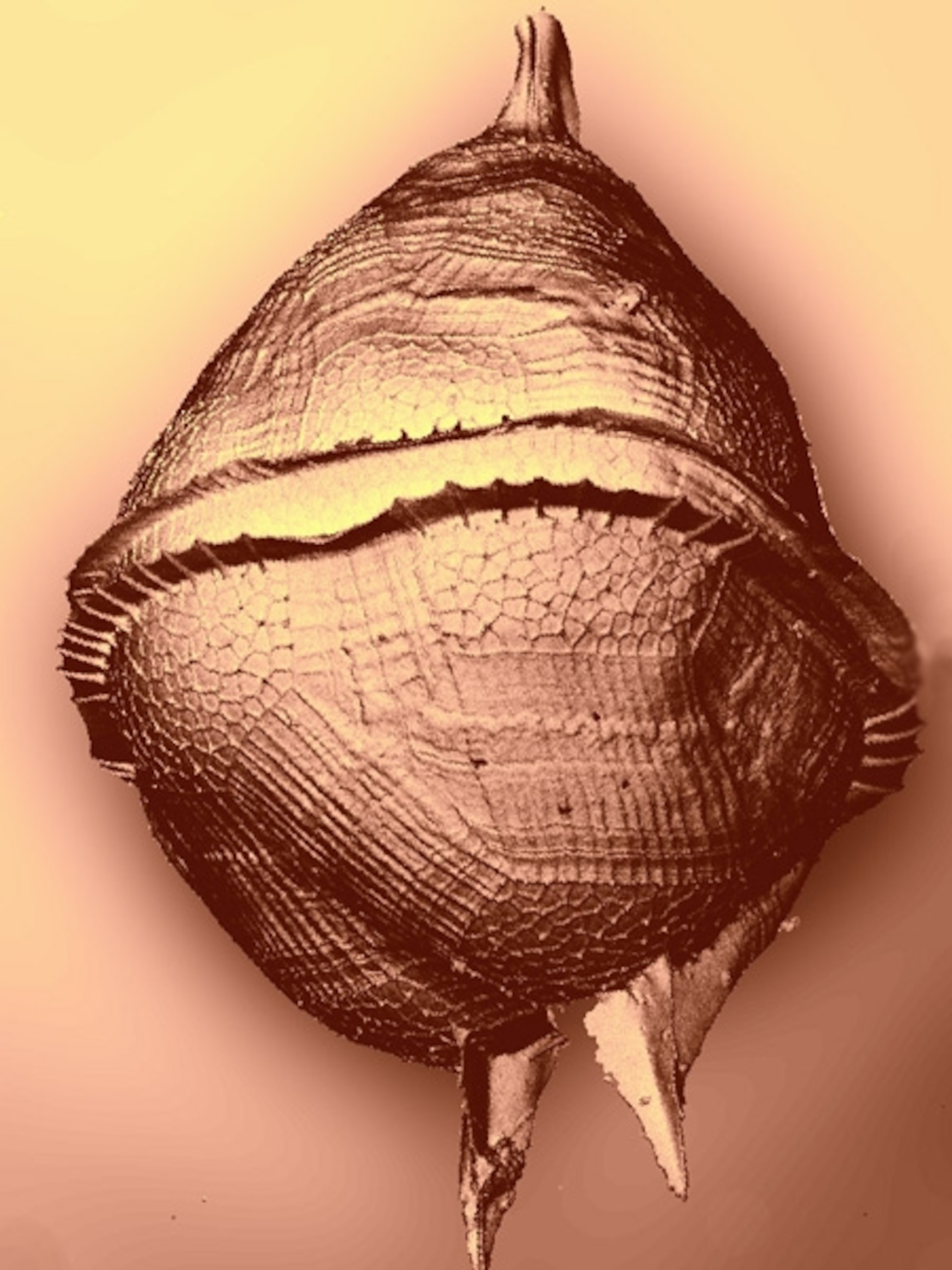 A brown, egg-shaped microbe