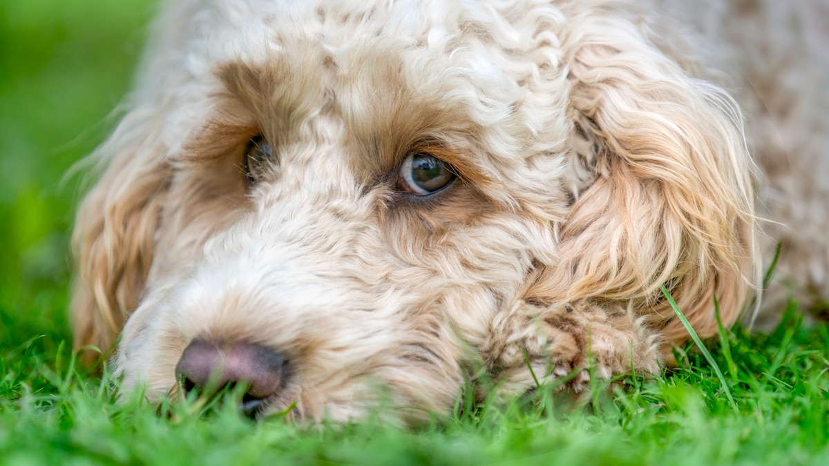Dogs' risk of dementia increases by half every year - Vimarsana News