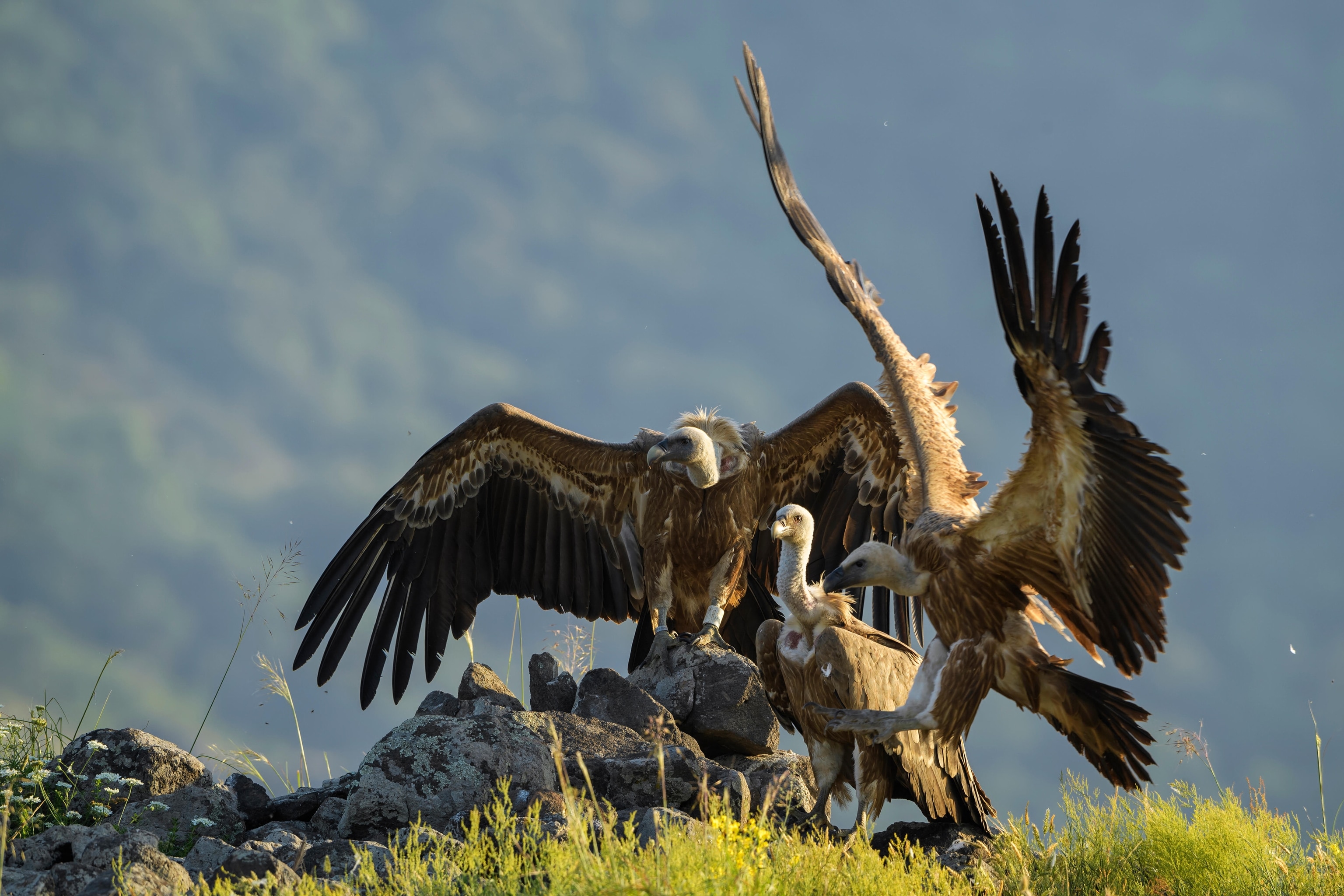 Griffon Vulture - Gyps fulvus, large brown white headed vulture from Old World and Africa.