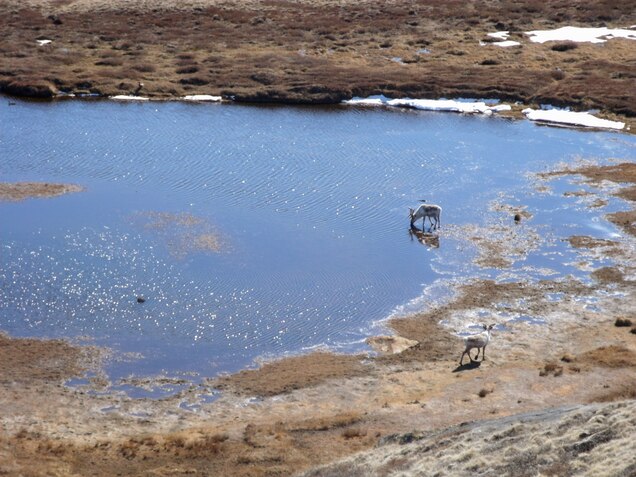 Caribou that are attacked by swarms of mosquitoes flee, which means they spend less time eating. As a result, studies show their populations drop. Photograph by Lauren Culler