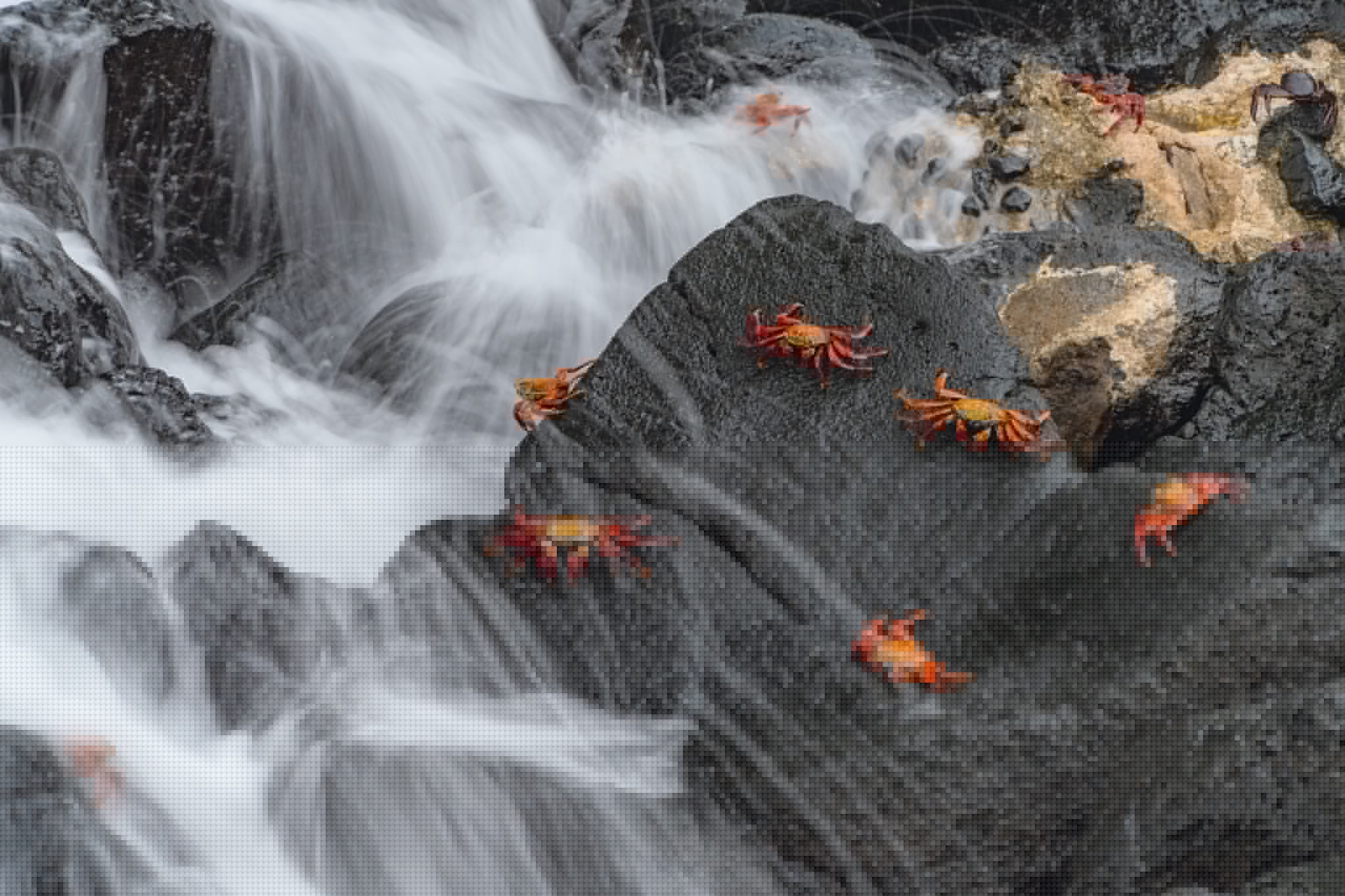 Small, vibrant crabs on a dark lava stone with traces of fog swimming past.