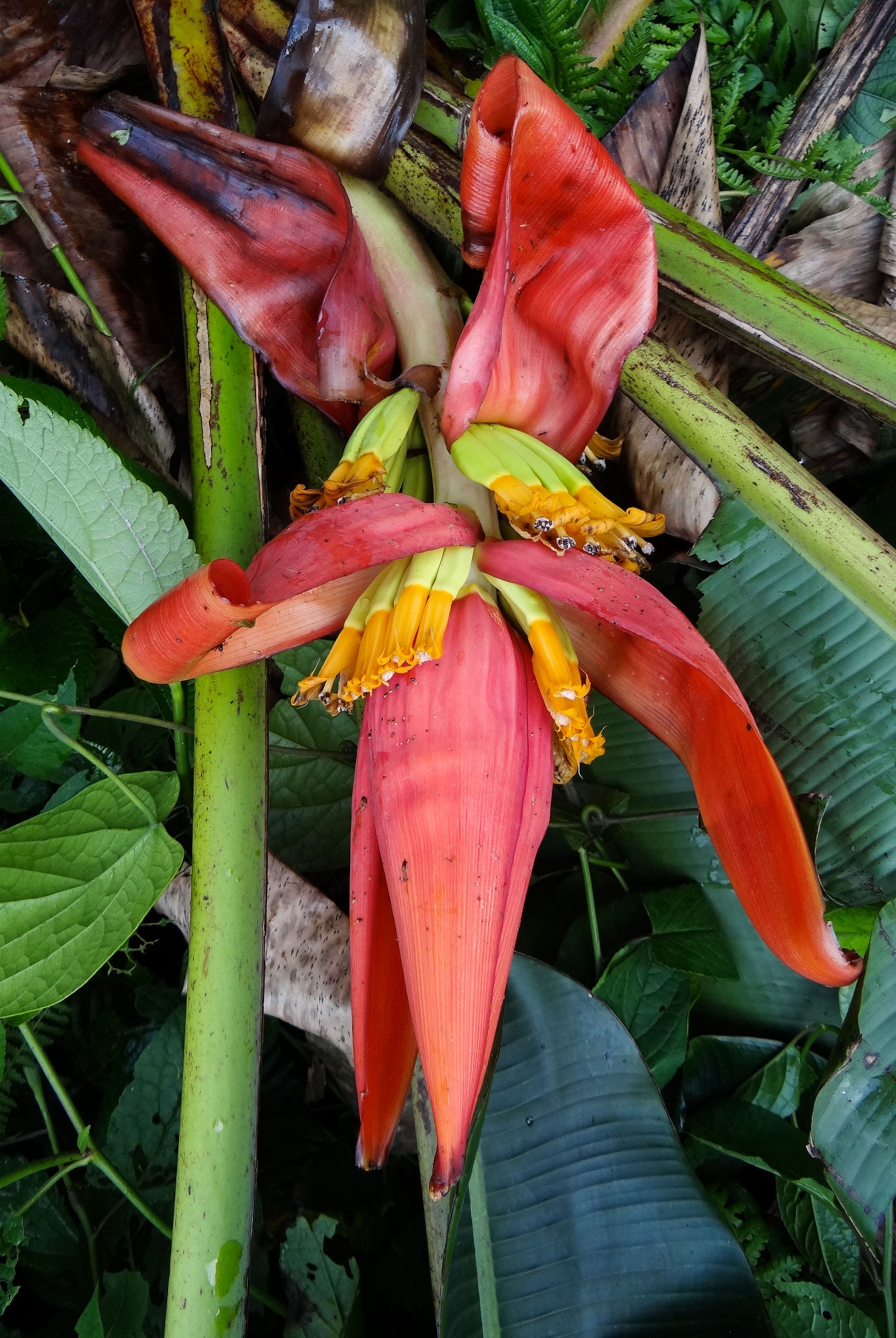 a new banana species