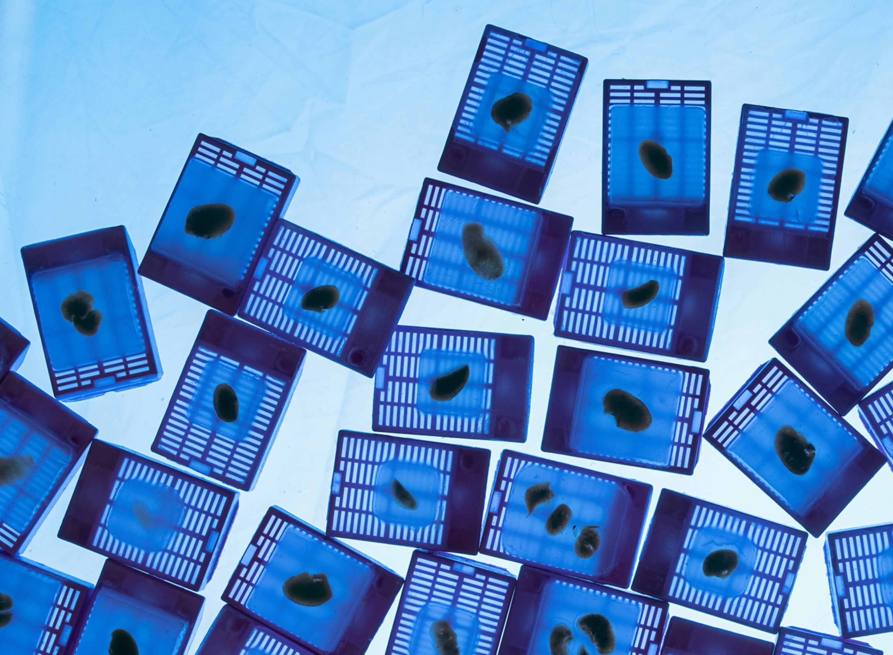 Small blue rectangles hold specimens