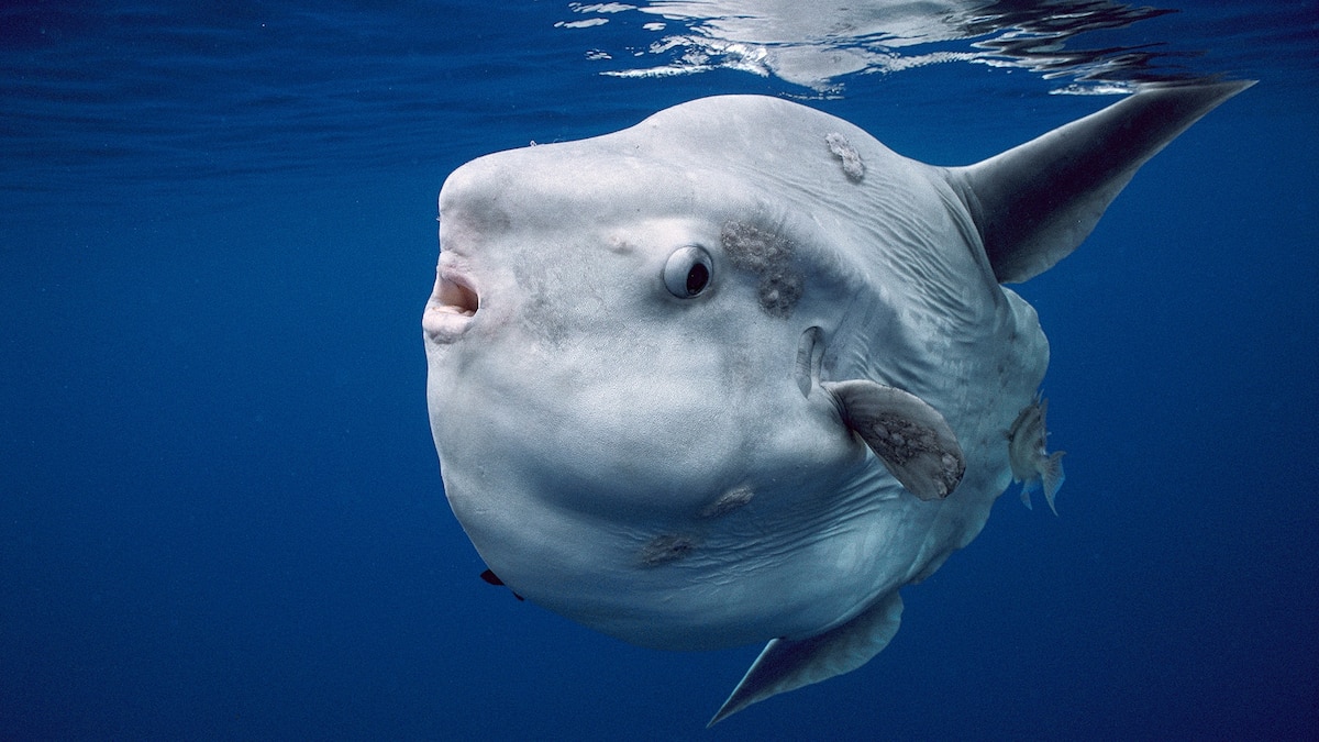 These Animals Spawn the Most Offspring in One Go