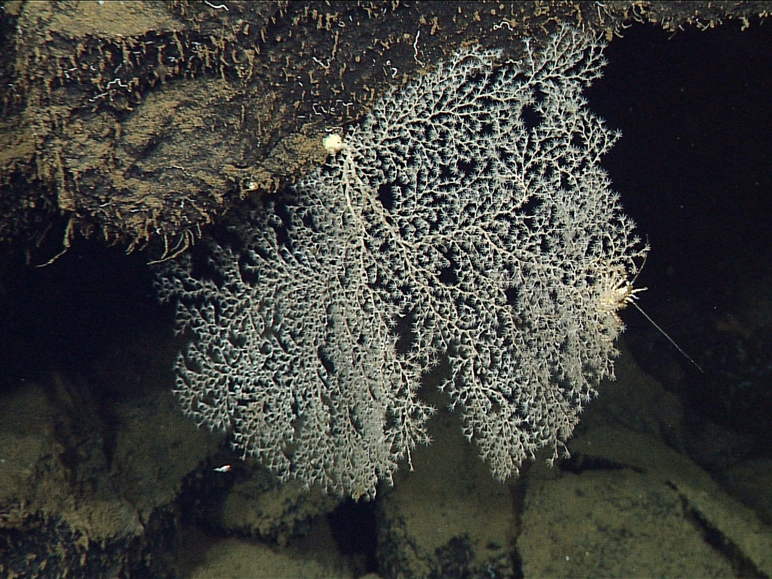 Hydrothermal vent picture: a crab on a coral