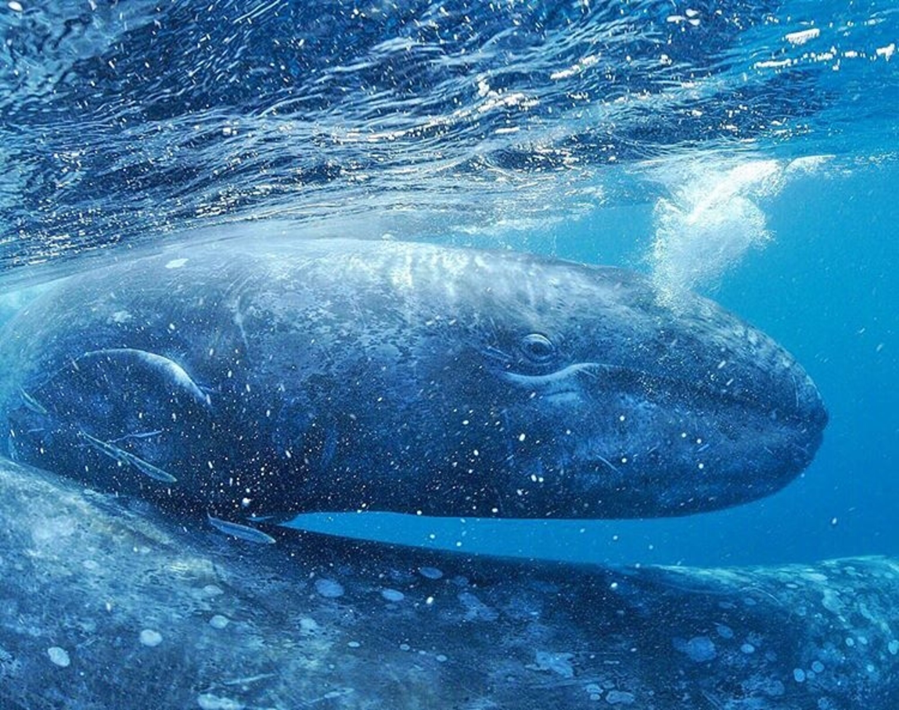 a gray whale calf surfacing to breathe