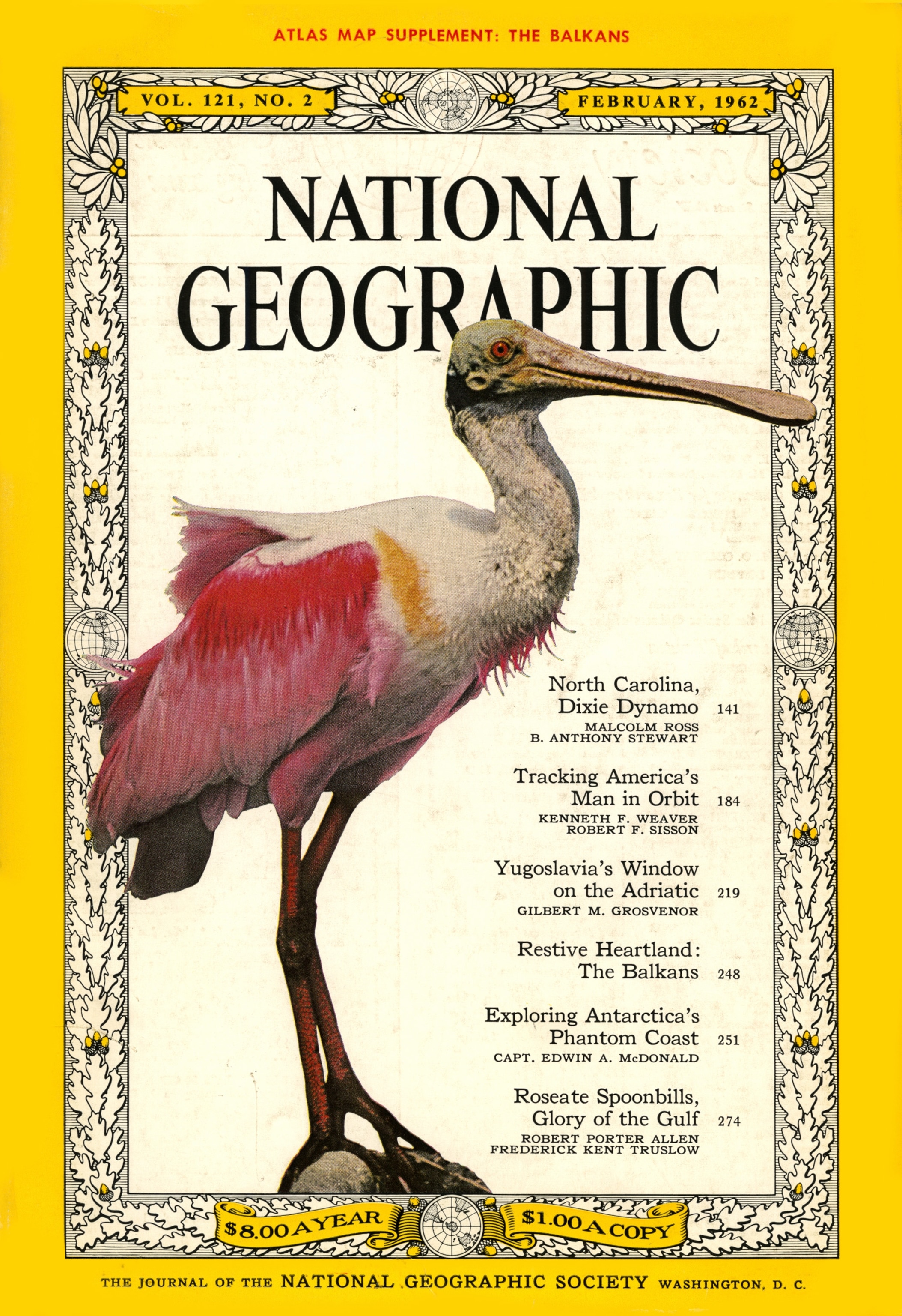 Rare roseate spoonbill, seen only in the Americas, guards a nesting colony on the Texas coast.