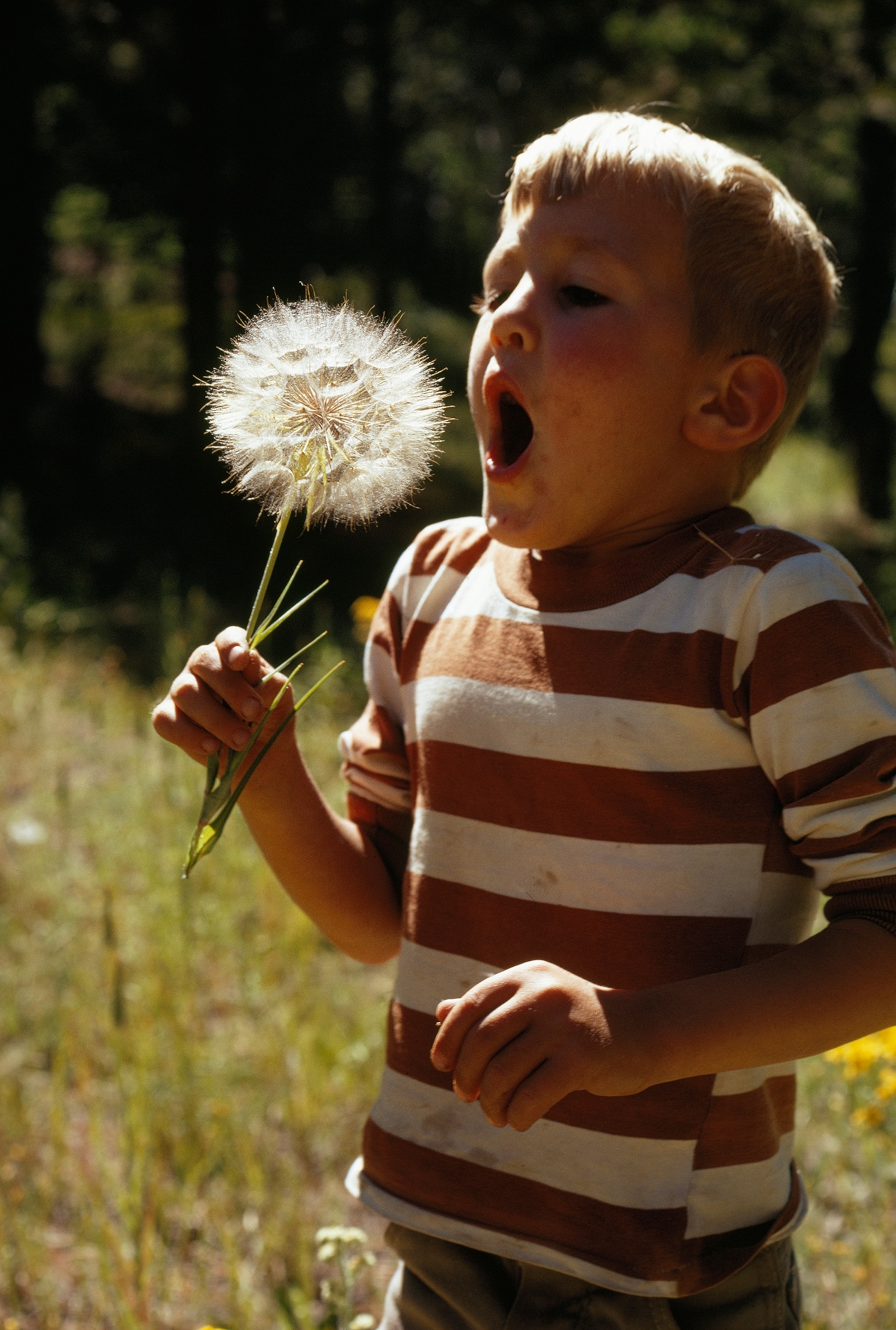 A boy prepares to blow seed head of a goat's beard flower.