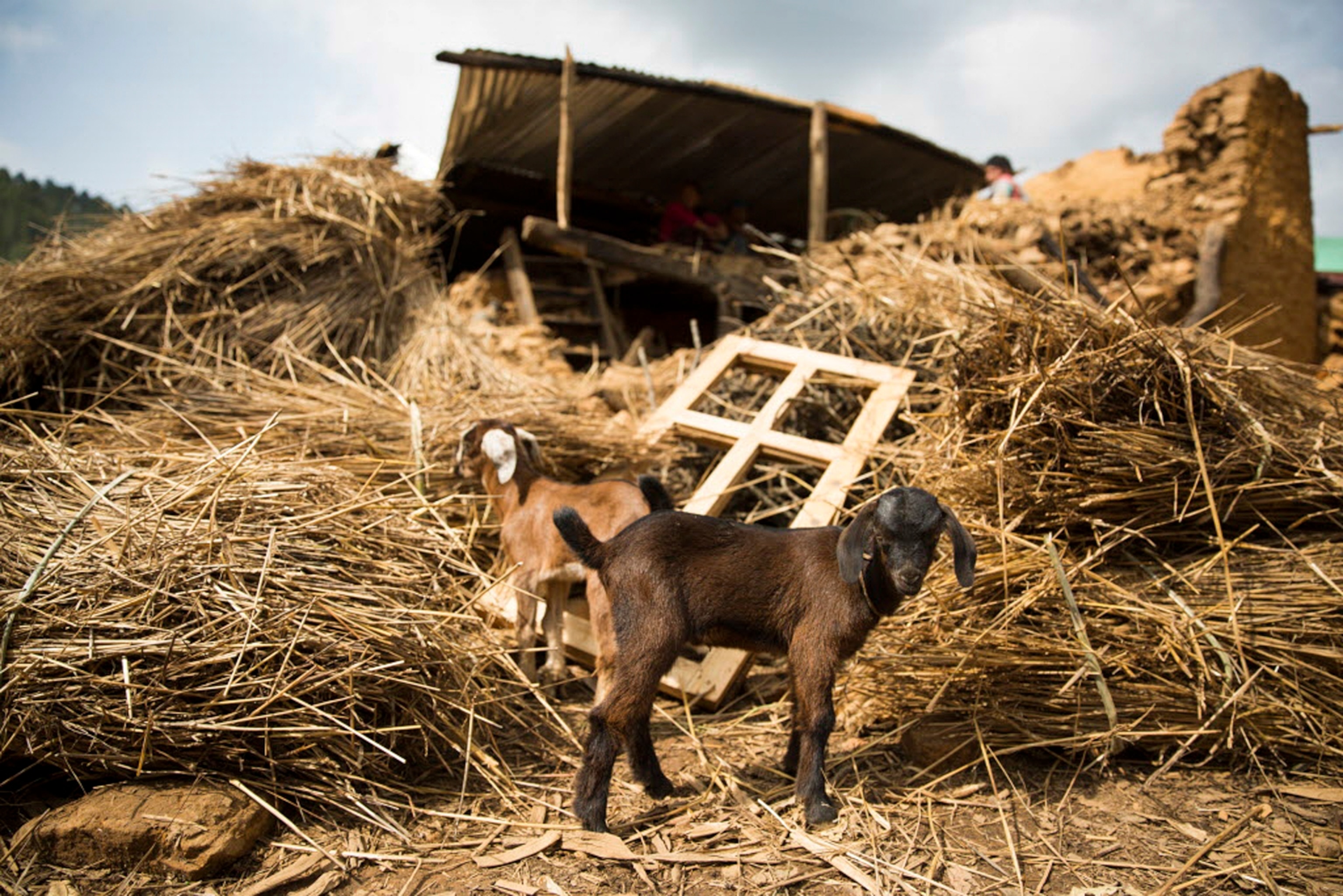 animals in front of a destroyed structure in Nepal