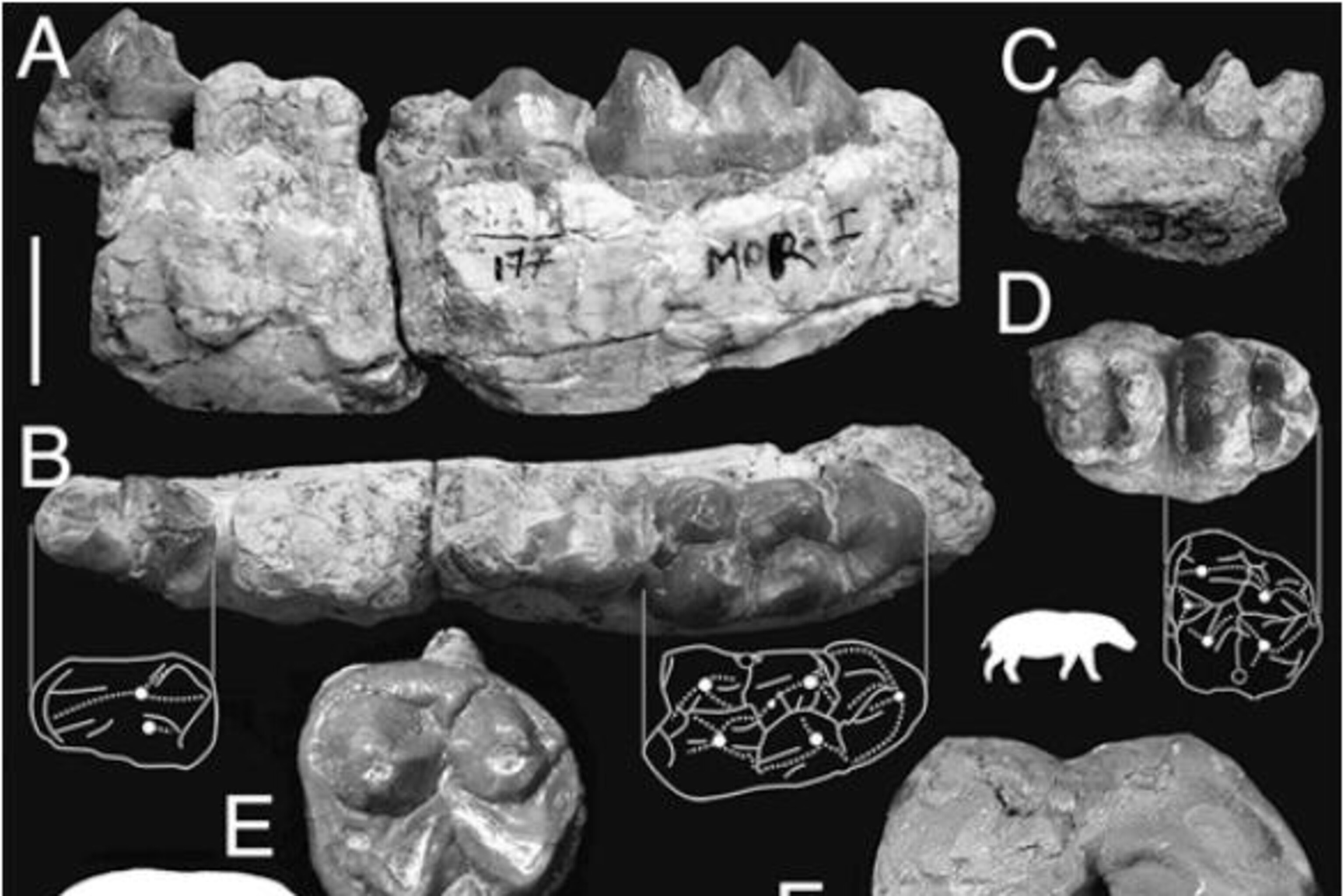 e label fossil