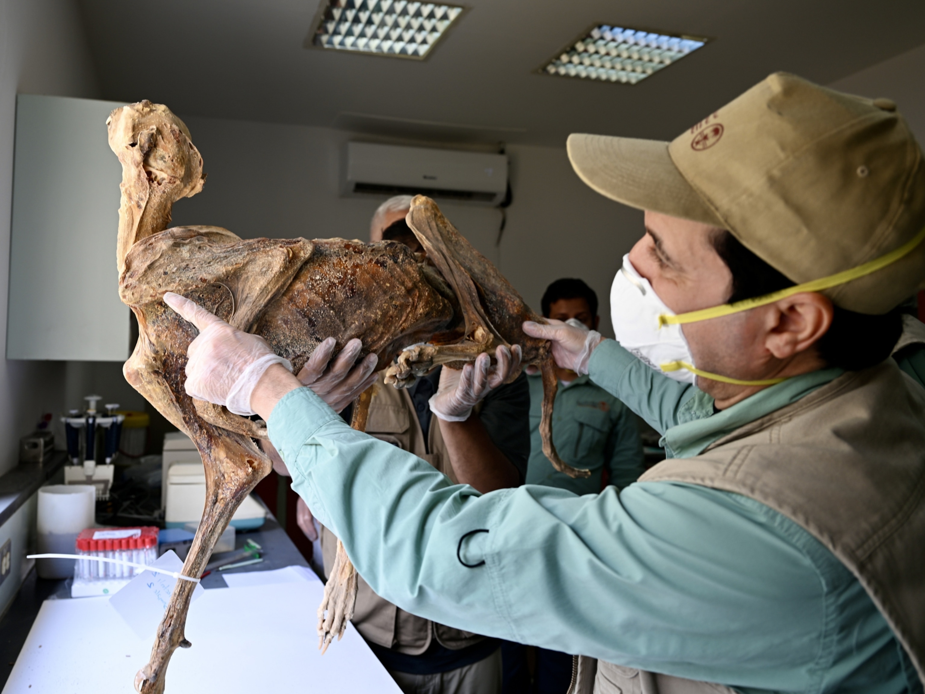A person wearing a cap and mask examines a mummified cheetah in a lab.