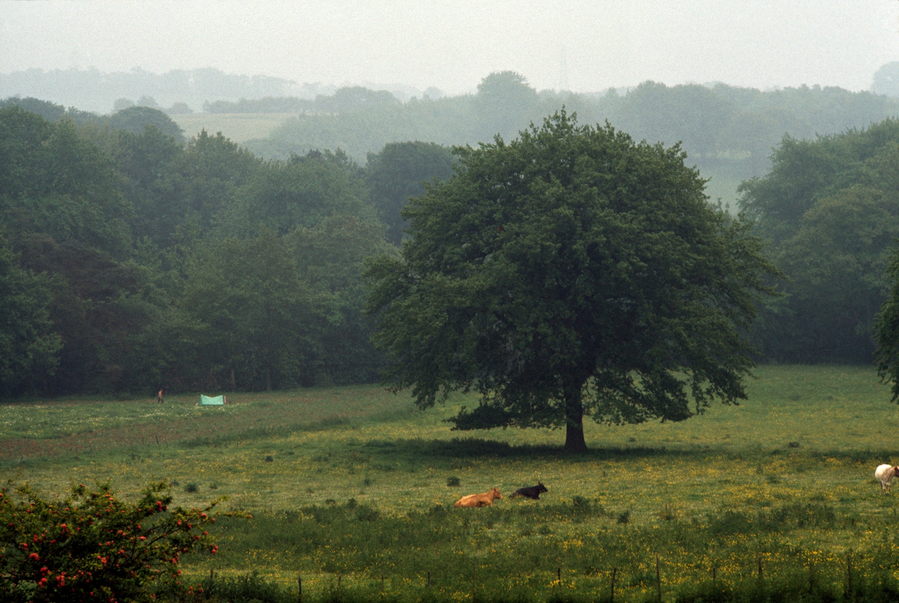 Cattle rest in meadow near oak tree, site of Battle of Hastings.