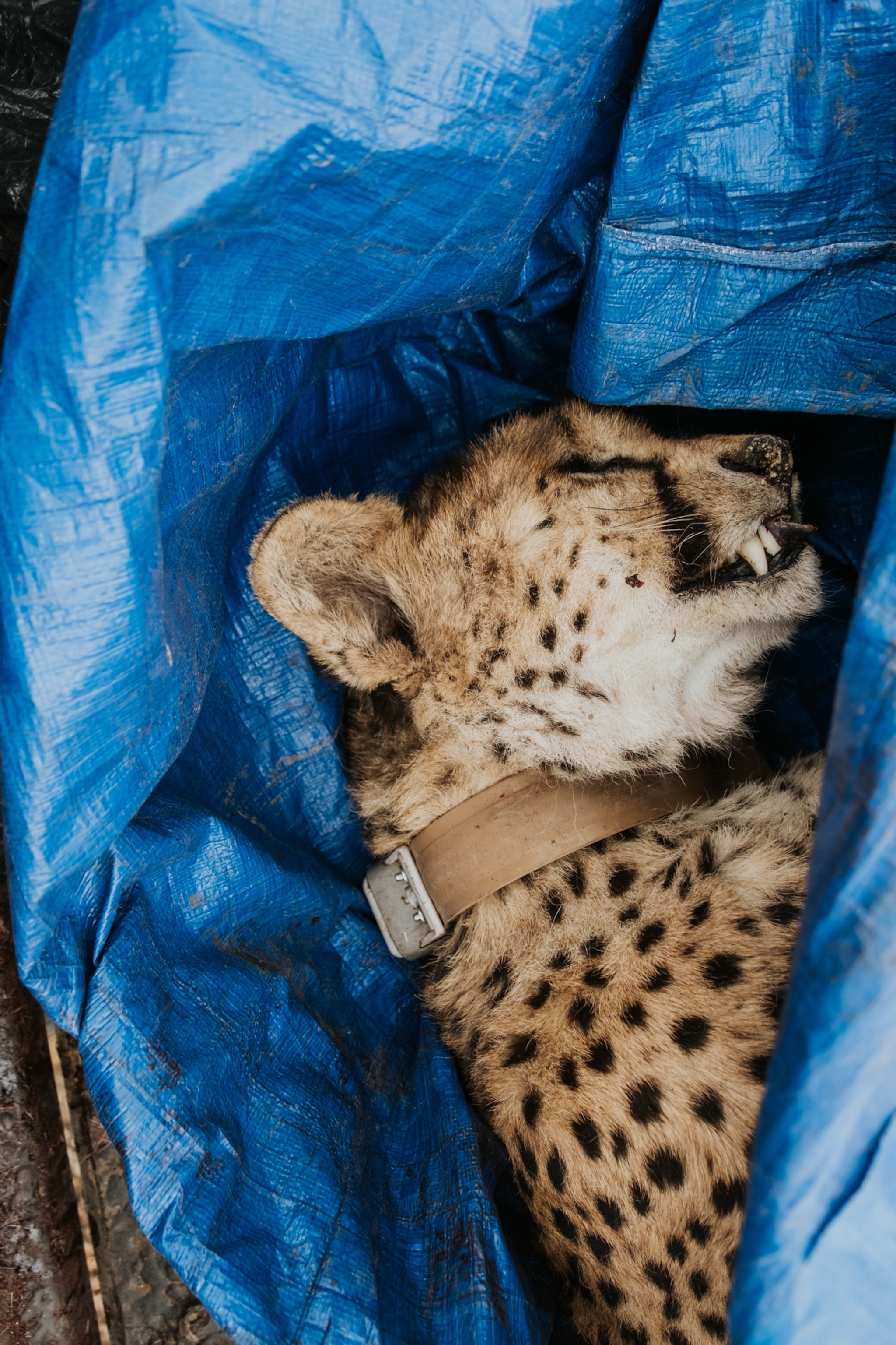 The body of a cheetah with a tracking collar, wrapped in a blue tarp.