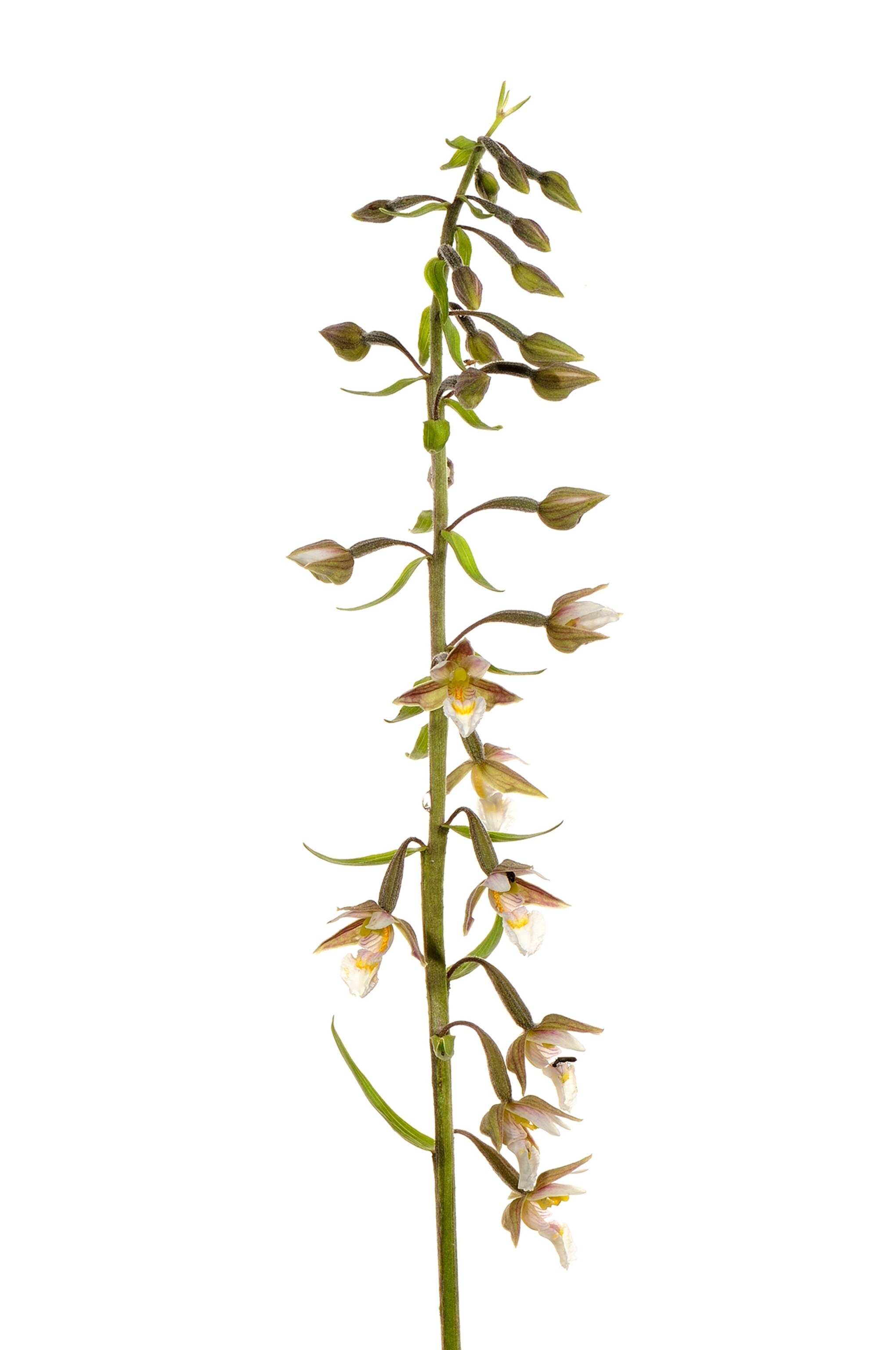 epipactis palustris