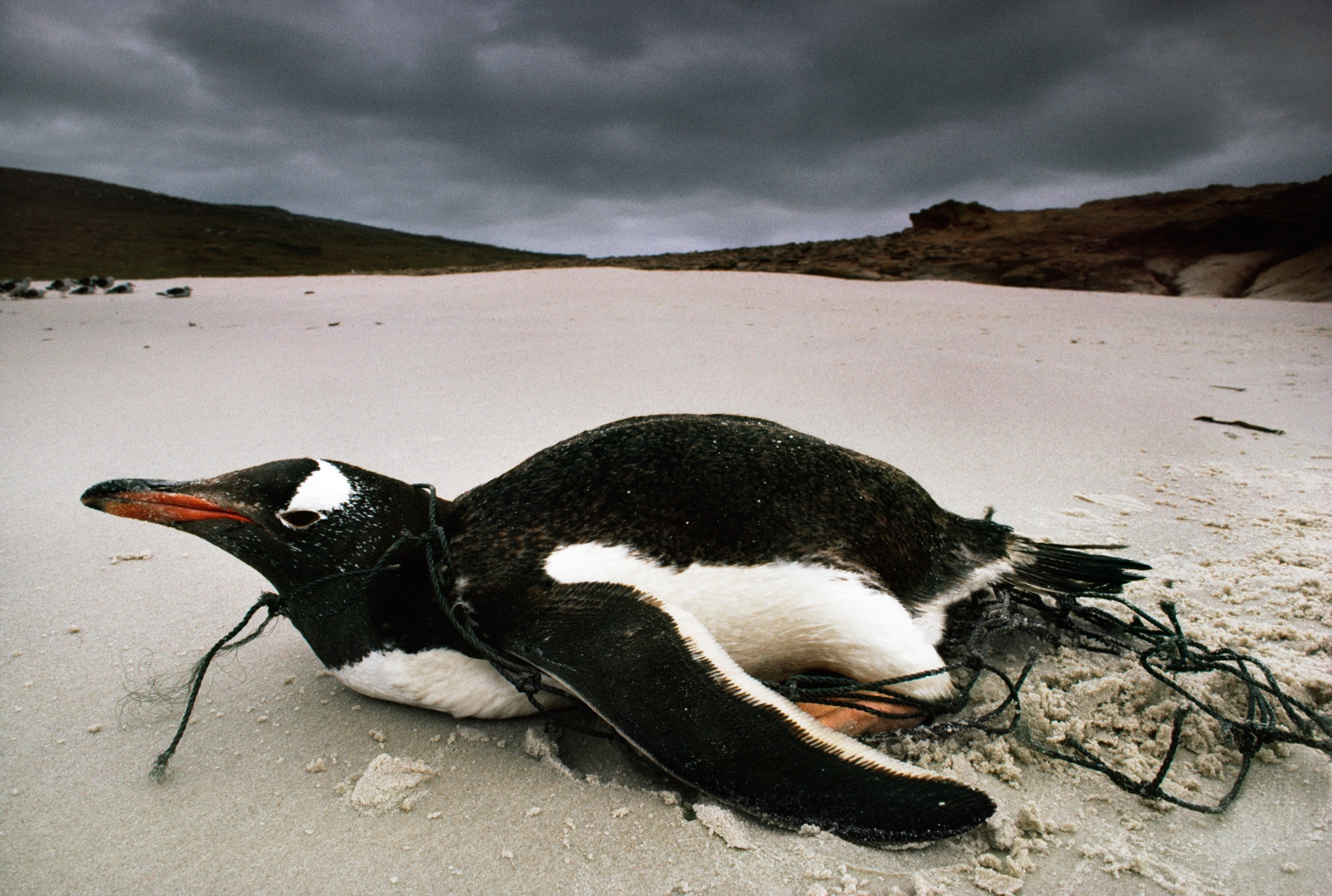 a Gentoo penguin entangled in fishing net