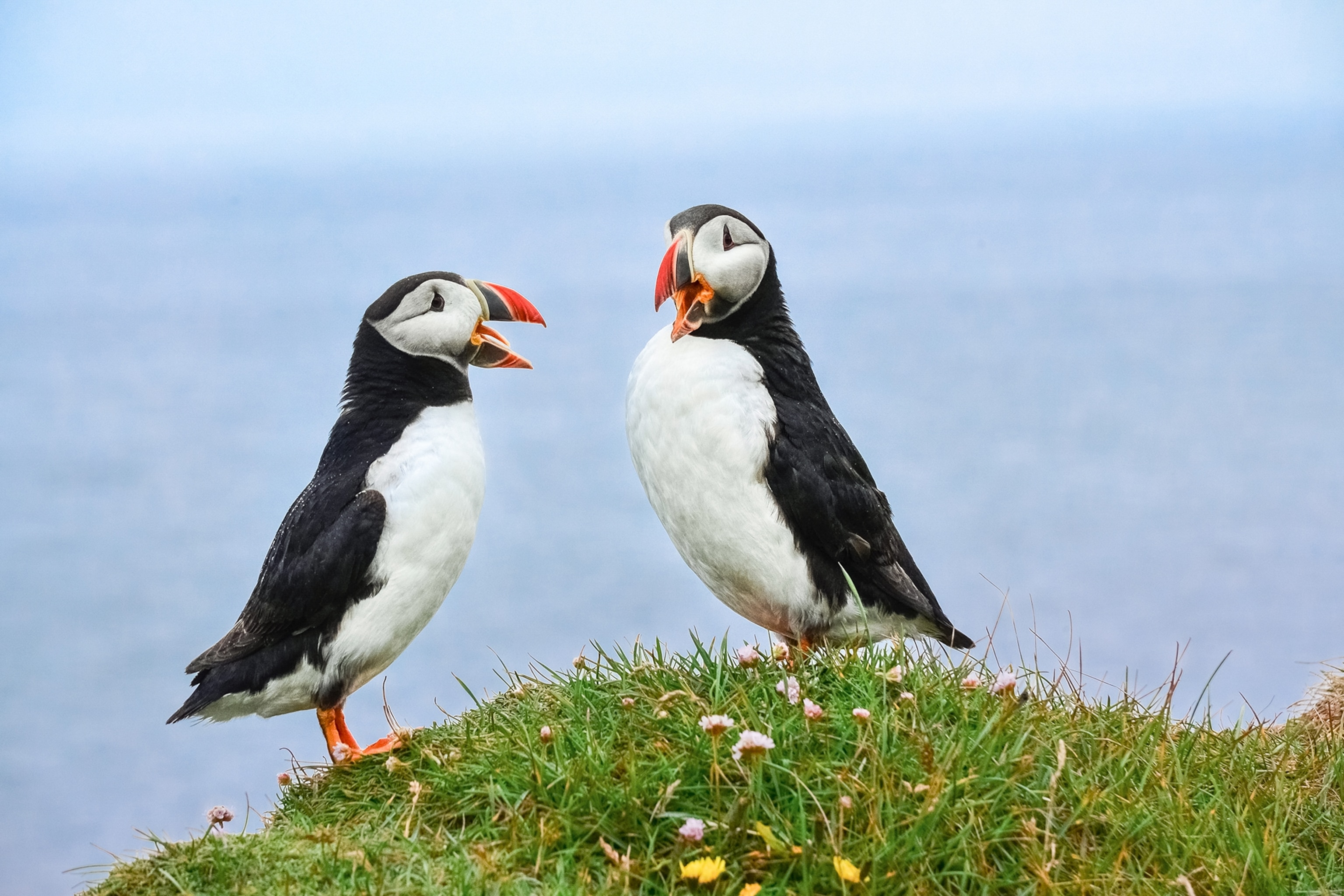 Puffins with open beaks perched upon a rock backdropped by blue sea