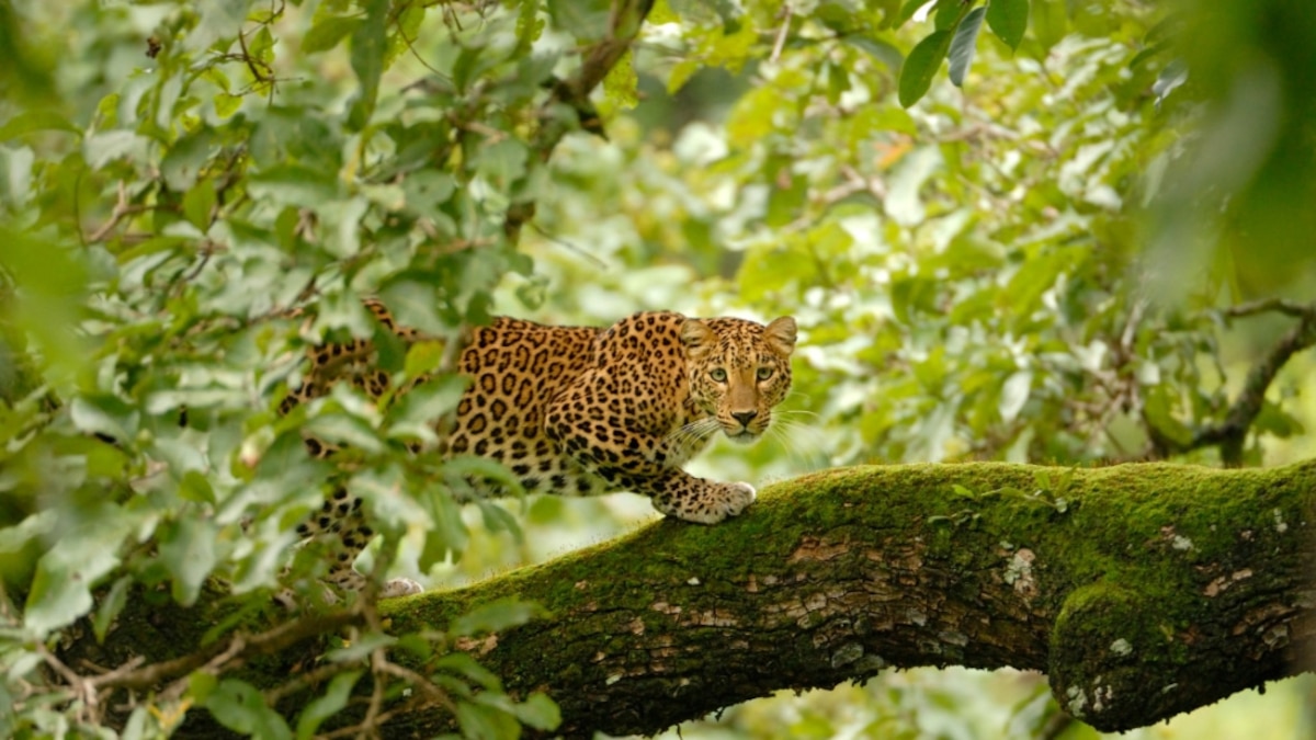 This Indian community welcomes leopards