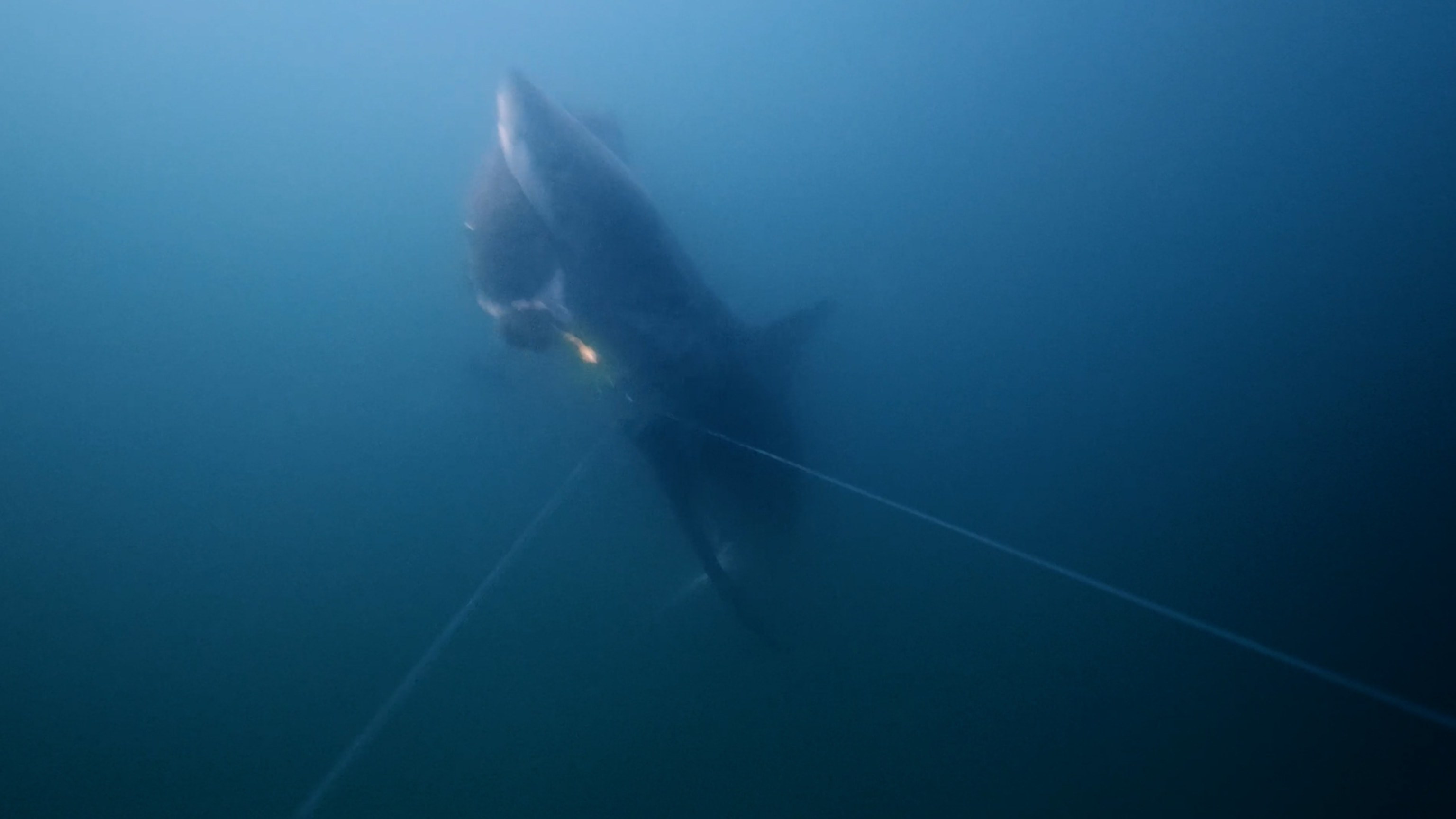 See a Great White Shark Snatch a Fish From a Line