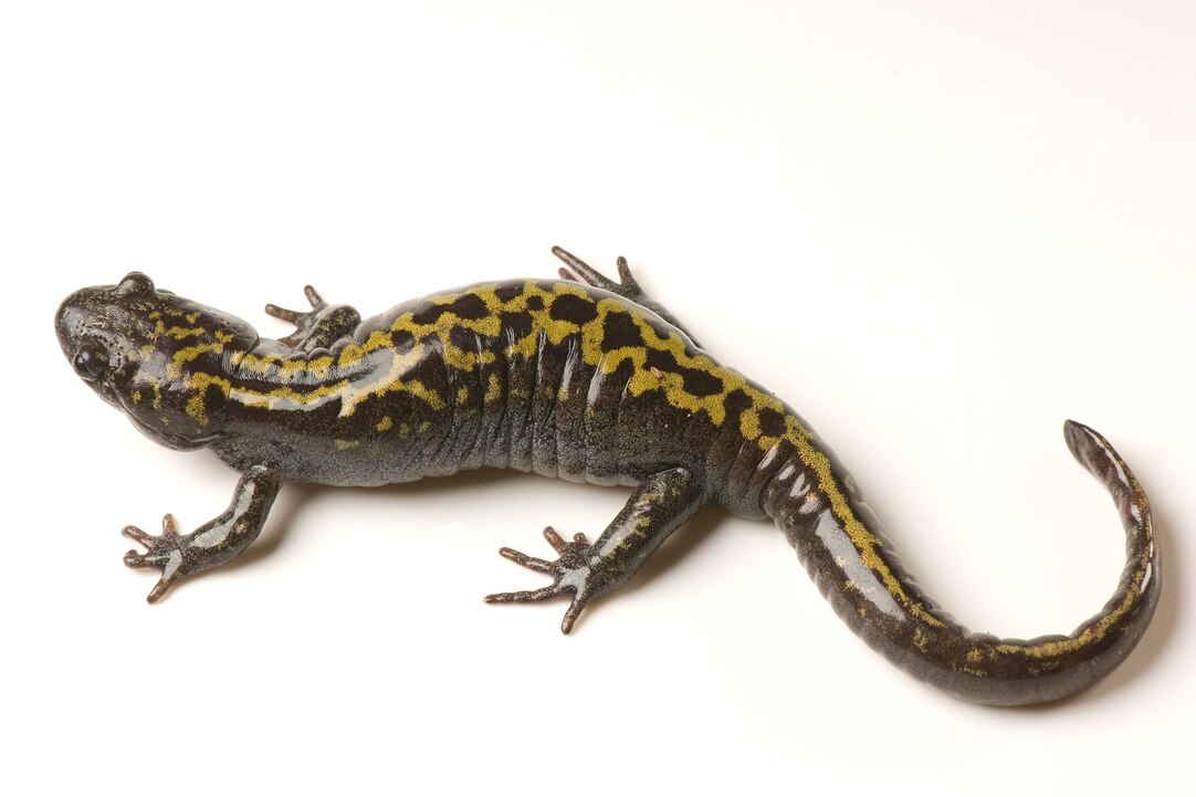 What Do Baby Salamanders Eat