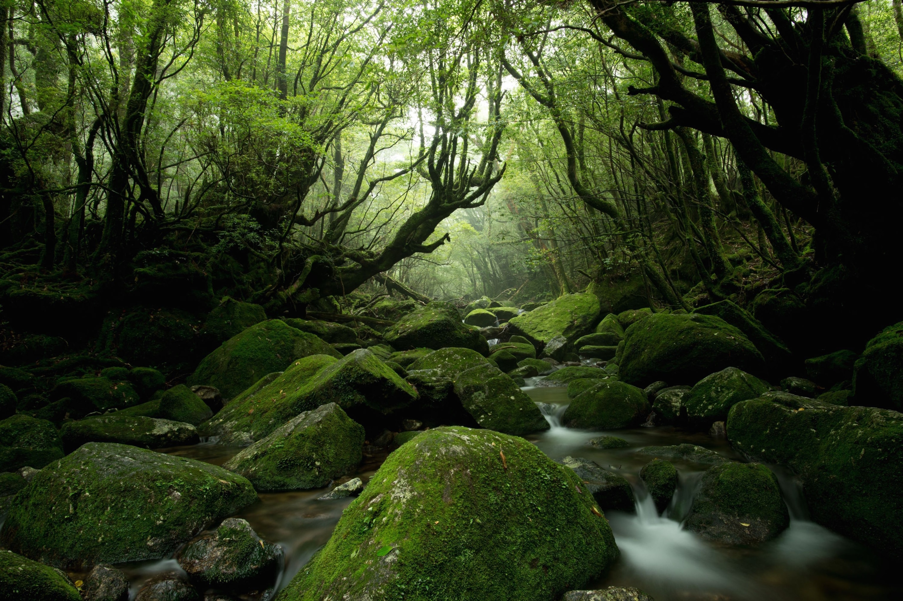 moss forest in Yakushima, Japan