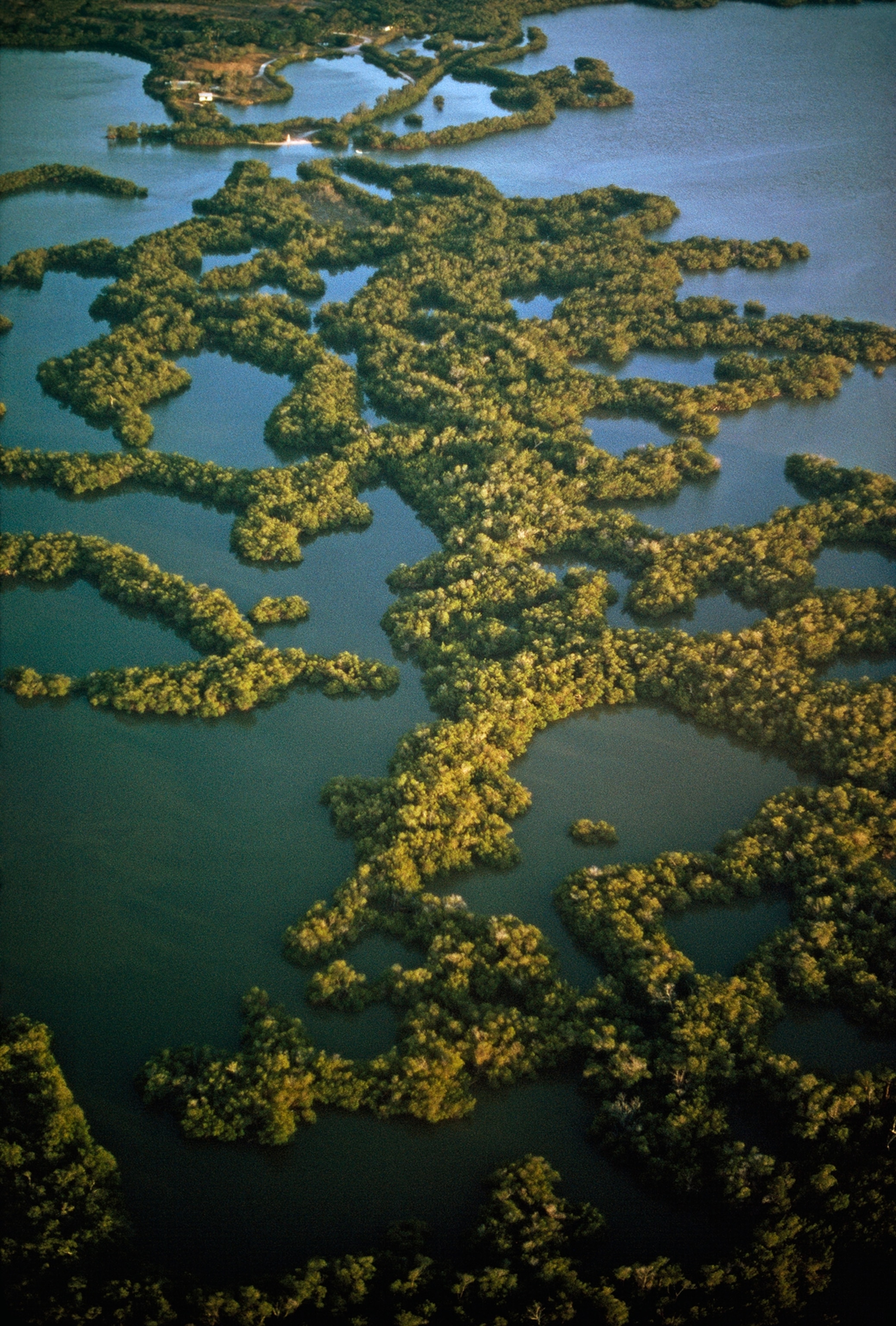 Shapers of new islands, oysters bars at Rookery Bay provided both foundation and design for homesteading red mangrove trees.