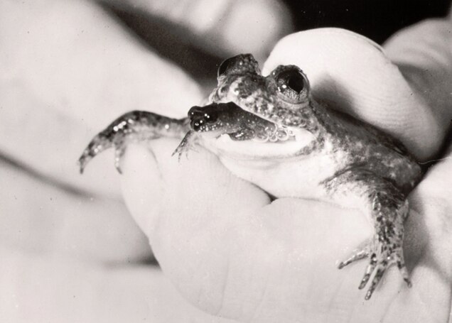 Resurrecting The Extinct Frog With A Stomach For A Womb