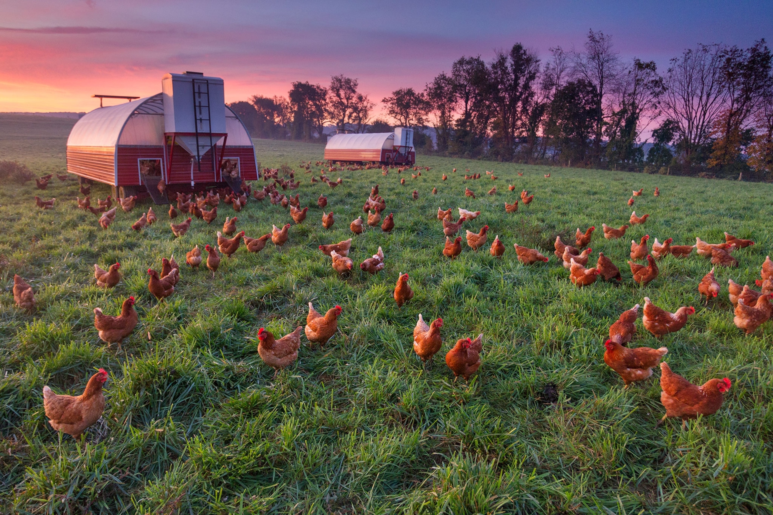 free range chickens on the farm