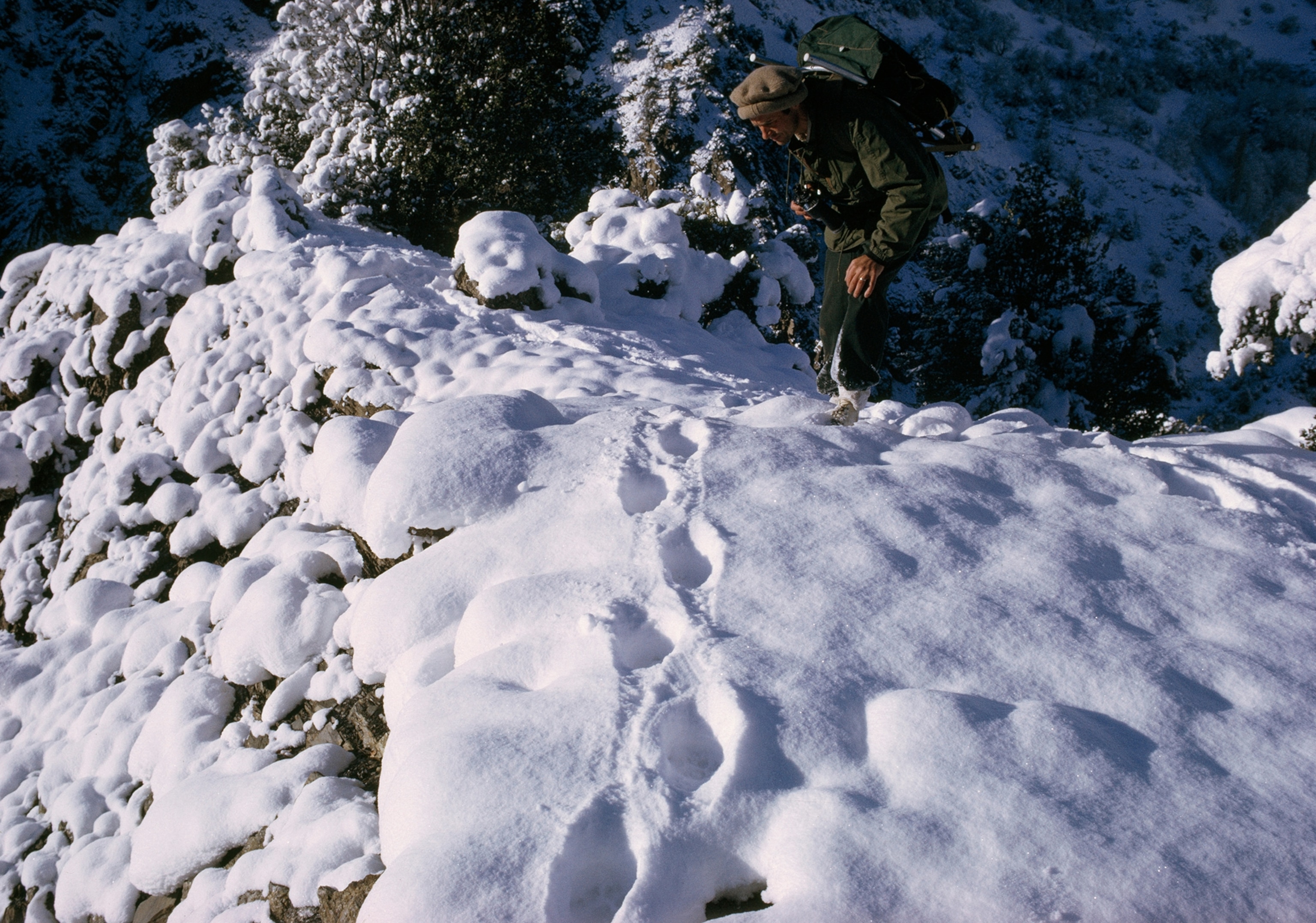 Man bends close to ground to spy snow leopard foot prints in the snow.