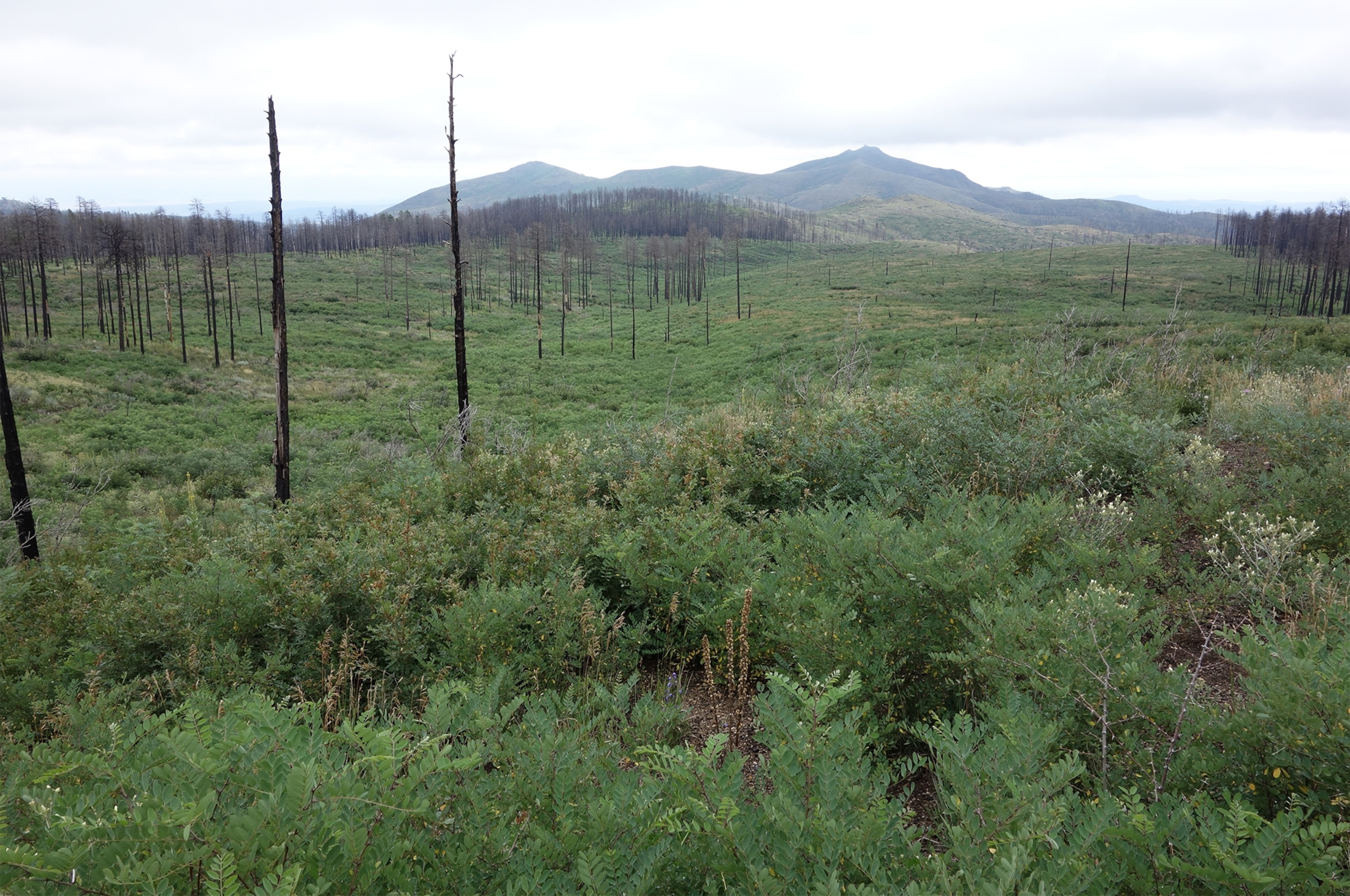 Green vegetation regrows across a valley dotted with charred tree trunks, with mountains visible under a cloudy sky.