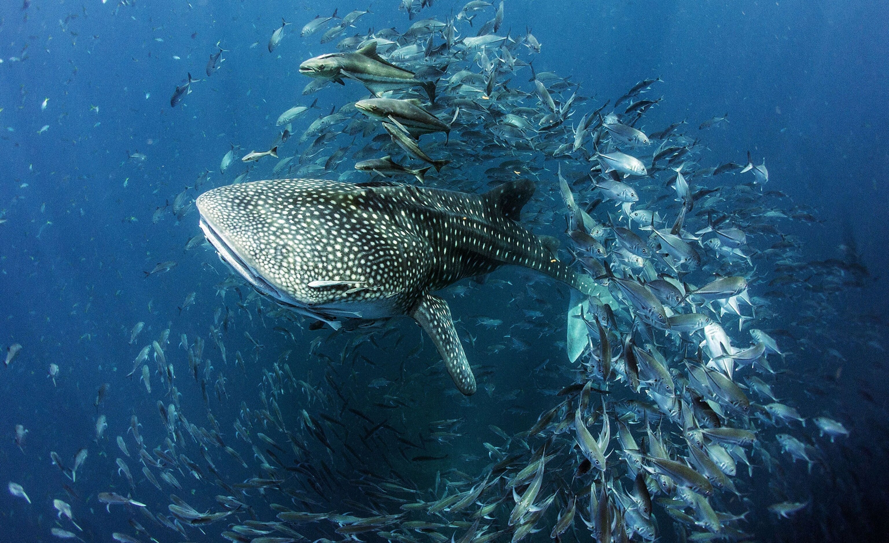 a whale shark in the Gulf of Thailand