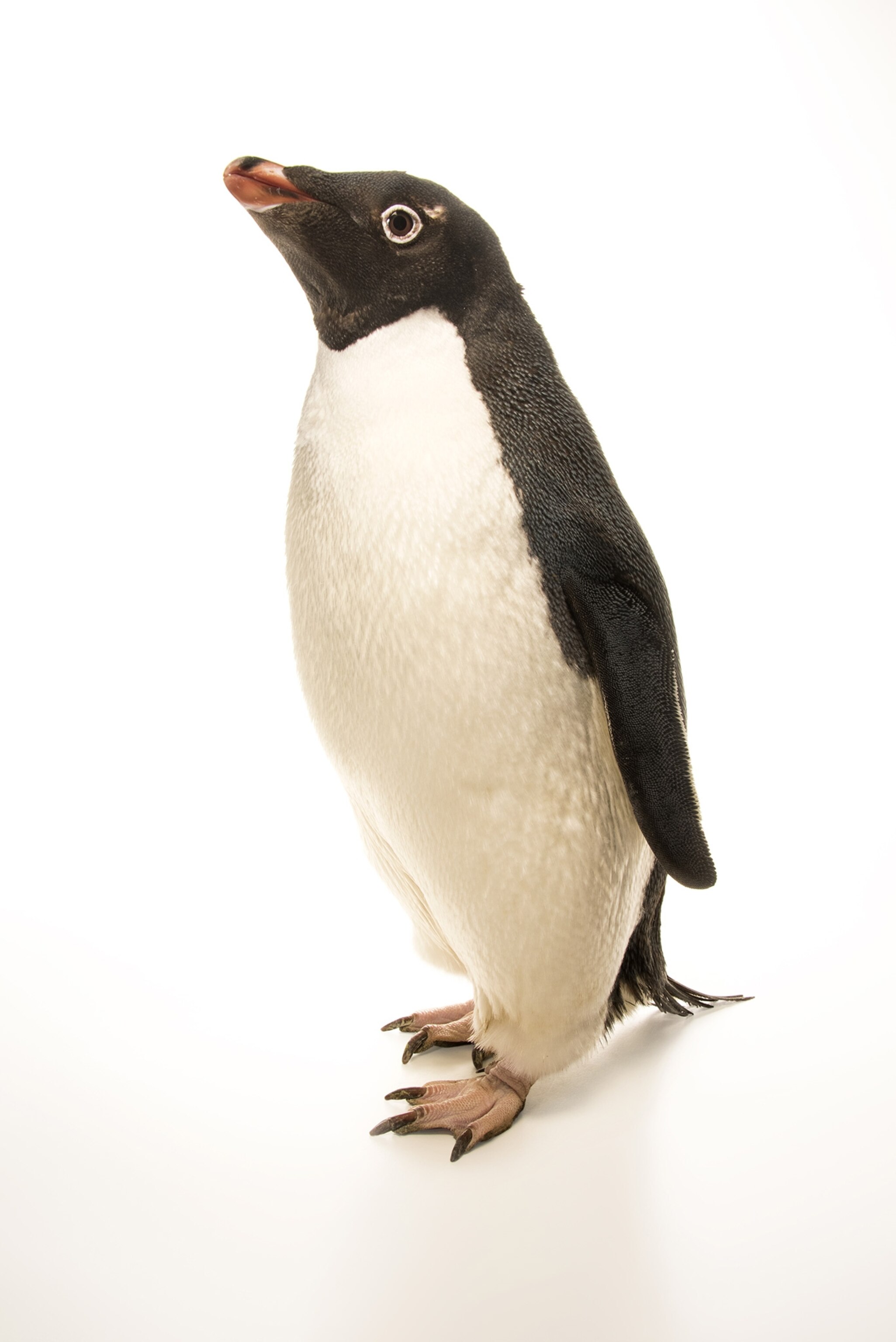 Adélie Penguin | National Geographic | National Geographic