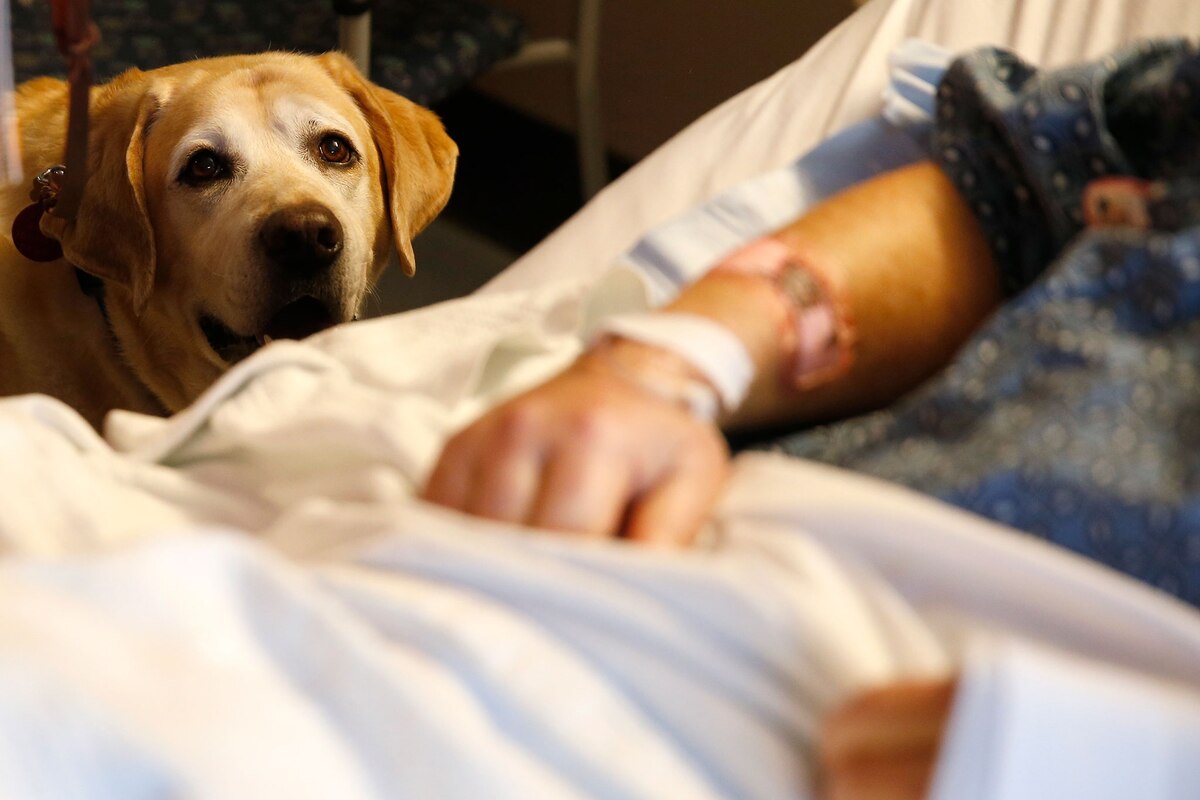 Therapy Dogs Work Miracles. But Do They Like Their Jobs?