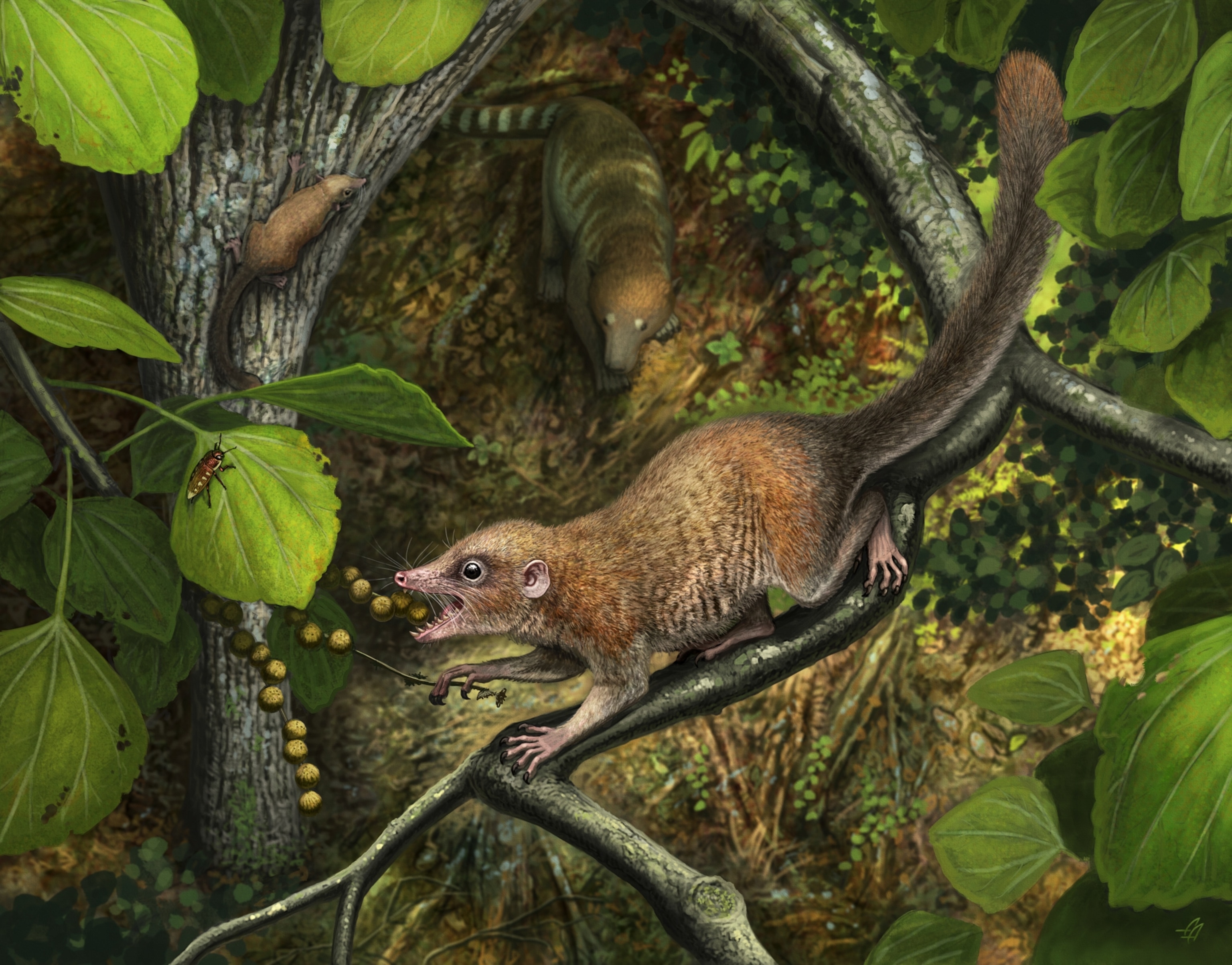 Illustration of a prehistoric mammal resembling a tree shrew, perched on a branch, eating berries. Lush green leaves surround the scene.