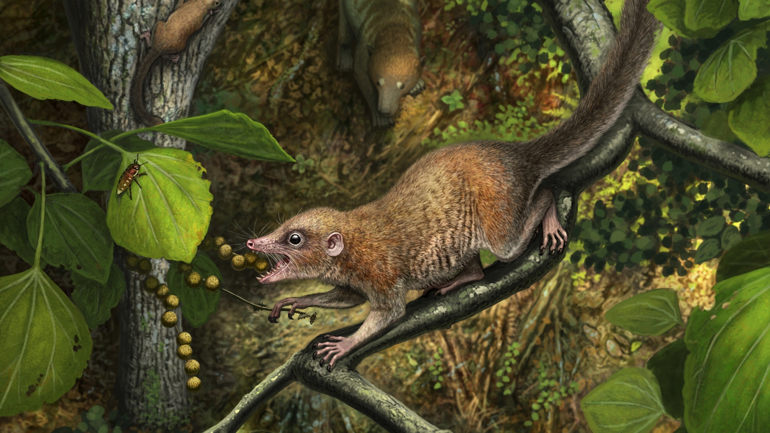 Tiny teeth found in Colorado deepen the debate over primate origins